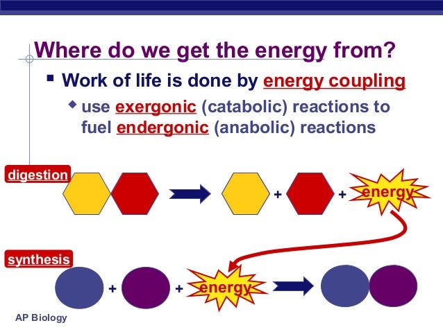How Do Organisms Break Down Food Atp How Do Organisms Break Down Food Atp