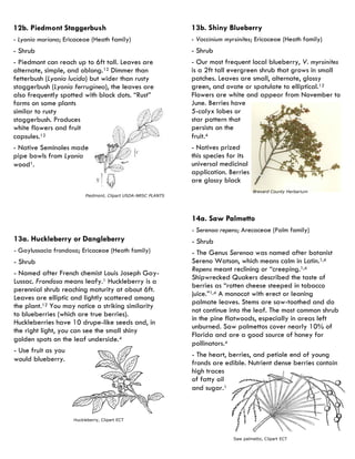 13b. Shiny Blueberry 
- Vaccinium myrsinites; Ericaceae (Heath family) 
- Shrub 
- Our most frequent local blueberry, V. myrsinites is a 2ft tall evergreen shrub that grows in small patches. Leaves are small, alternate, glossy green, and ovate or spatulate to elliptical.12 Flowers are white and appear from November to June. Berries have 5-calyx lobes or star pattern that persists on the fruit.4 
- Natives prized this species for its universal medicinal application. Berries are glossy black 
Brevard County Herbarium 
14a. Saw Palmetto 
- Serenoa repens; Arecaceae (Palm family) 
- Shrub 
- The Genus Serenoa was named after botanist Sereno Watson, which means calm in Latin.1,4 Repens meant reclining or “creeping.1,4 Shipwrecked Quakers described the taste of berries as “rotten cheese steeped in tobacco juice.”1,4 A monocot with erect or leaning palmate leaves. Stems are saw-toothed and do not continue into the leaf. The most common shrub in the pine flatwoods, especially in areas left unburned. Saw palmettos cover nearly 10% of Florida and are a good source of honey for pollinators.4 
- The heart, berries, and petiole end of young fronds are edible. Nutrient dense berries contain high traces of fatty oil and sugar.1 
Saw palmetto, Clipart ECT 
13a. Huckleberry or Dangleberry 
- Gaylussacia frondosa; Ericaceae (Heath family) 
- Shrub 
- Named after French chemist Louis Joseph Gay- Lussac. Frondosa means leafy.1 Huckleberry is a perennial shrub reaching maturity at about 6ft. Leaves are elliptic and lightly scattered among the plant.12 You may notice a striking similarity to blueberries (which are true berries). Huckleberries have 10 drupe-like seeds and, in the right light, you can see the small shiny golden spots on the leaf underside.4 
- Use fruit as you would blueberry. 
Huckleberry, Clipart ECT 
12b. Piedmont Staggerbush 
- Lyonia mariana; Ericaceae (Heath family) 
- Shrub 
- Piedmont can reach up to 6ft tall. Leaves are alternate, simple, and oblong.12 Dimmer than fetterbush (Lyonia lucida) but wider than rusty staggerbush (Lyonia ferruginea), the leaves are also frequently spotted with black dots. “Rust” forms on some plants similar to rusty staggerbush. Produces white flowers and fruit capsules.12 
- Native Seminoles made pipe bowls from Lyonia wood1. 
Piedmont, Clipart USDA-NRSC PLANTS  