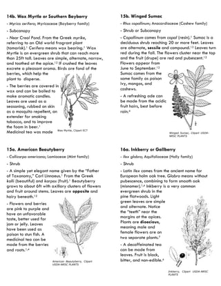 15b. Winged Sumac 
- Rhus copallinum; Anacardiaceae (Cashew family) 
- Shrub or Subcanopy 
- Copallinum comes from copal (resin).1 Sumac is a deciduous shrub reaching 20 or more feet. Leaves are alternate, sessile and compound.12 Leaves turn red during the fall. The flowers cluster near the top and the fruit (drupe) are red and pubescent.12 Flowers appear from June to September.12 Sumac comes from the same family as poison ivy, mangos, and cashews. 
- A refreshing ade can be made from the acidic fruit hairs, best before rain.4 
Winged Sumac, Clipart USDA- NRSC PLANTS 
16a. Inkberry or Gallberry 
- Ilex glabra; Aquifoliaceae (Holly family) 
- Shrub 
- Latin Ilex comes from the ancient name for European holm oak tree. Glabra means without pubescence, combining to form smooth oak (misnomer).1,4 Inkberry is a very common evergreen shrub in the pine flatwoods. Light green leaves are simple and alternate. Notice the “teeth” near the margins at the apices. Plants are dioecious, meaning male and female flowers are on two separate plants.7 
- A decaffeinated tea can be made from leaves. Fruit is black, bitter, and non-edible.4 
Inkberry, Clipart USDA-NRSC PLANTS 
15a. American Beautyberry 
- Callicarpa americana; Lamiaceae (Mint family) 
- Shrub 
- A simple yet elegant name given by the “Father of Taxonomy,” Carl Linnaeus.1 From the Greek kalli (beautiful) and karpos (fruit).1 Beautyberry grows to about 6ft with axillary clusters of flowers and fruit around stems. Leaves are opposite and hairy beneath.12 
- Flowers and berries are pink to purple and have an unfavorable taste, better used for jam or jelly. Leaves have been used as poison to stun fish. A medicinal tea can be made from the berries and roots.1,4 
American Beautyberry, Clipart USDA-NRSC PLANTS 
14b. Wax Myrtle or Southern Bayberry 
- Myrica cerifera; Myricaceae (Bayberry family) 
- Subcanopy 
- Near Creol Pond. From the Greek myrike, referring to an Old world fragrant plant (tamarisk).1 Cerifera means wax bearing.1 Wax Myrtle is an evergreen shrub that can reach more than 25ft tall. Leaves are simple, alternate, narrow, and toothed at the apice.12 If crushed the leaves excrete a pleasant aroma. Birds are fond of the berries, which help the plant to disperse. 
- The berries are covered in wax and can be boiled to make aromatic candles. Leaves are used as a seasoning, rubbed on skin as a mosquito repellent, an extender for smoking tobacco, and to improve the foam in beer.1 Medicinal tea was made 
Wax Myrtle, Clipart ECT  