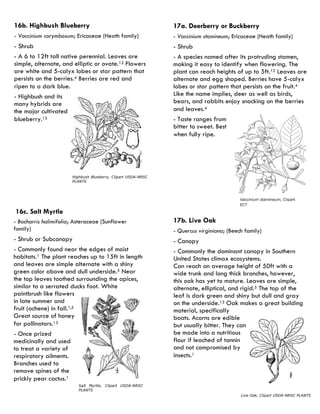 16c. Salt Myrtle 
- Bacharris halimifolia; Asteraceae (Sunflower family) 
- Shrub or Subcanopy 
- Commonly found near the edges of moist habitats.1 The plant reaches up to 15ft in length and leaves are simple alternate with a shiny green color above and dull underside.5 Near the top leaves toothed surrounding the apices, similar to a serrated ducks foot. White paintbrush like flowers in late summer and fruit (achene) in fall.1,5 Great source of honey for pollinators.13 
- Once prized medicinally and used to treat a variety of respiratory ailments. Branches used to remove spines of the prickly pear cactus.1 
Salt Myrtle, Clipart USDA-NRSC PLANTS 
17a. Deerberry or Buckberry 
- Vaccinium stamineum; Ericaceae (Heath family) 
- Shrub 
- A species named after its protruding stamen, making it easy to identify when flowering. The plant can reach heights of up to 5ft.12 Leaves are alternate and egg shaped. Berries have 5-calyx lobes or star pattern that persists on the fruit.4 Like the name implies, deer as well as birds, bears, and rabbits enjoy snacking on the berries and leaves.4 
- Taste ranges from bitter to sweet. Best when fully ripe. 
Vaccinium stamineum, Clipart ECT 
17b. Live Oak 
- Quercus virginiana; (Beech family) 
- Canopy 
- Commonly the dominant canopy in Southern United States climax ecosystems. Can reach an average height of 50ft with a wide trunk and long thick branches, however, this oak has yet to mature. Leaves are simple, alternate, elliptical, and rigid.5 The top of the leaf is dark green and shiny but dull and gray on the underside.13 Oak makes a great building material, specifically boats. Acorns are edible but usually bitter. They can be made into a nutritious flour if leached of tannin and not compromised by insects.1 
Live Oak, Clipart USDA-NRSC PLANTS 
16b. Highbush Blueberry 
- Vaccinium corymbosum; Ericaceae (Heath family) 
- Shrub 
- A 6 to 12ft tall native perennial. Leaves are simple, alternate, and elliptic or ovate.12 Flowers are white and 5-calyx lobes or star pattern that persists on the berries.4 Berries are red and ripen to a dark blue. 
- Highbush and its many hybrids are the major cultivated blueberry.13 
Highbush Blueberry, Clipart USDA-NRSC PLANTS  