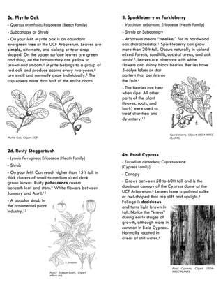 2d. Rusty Staggerbush 
- Lyonia ferruginea; Ericaceae (Heath family) 
- Shrub 
- On your left. Can reach higher than 15ft tall in thick clusters of small to medium sized dark green leaves. Rusty pubescence covers beneath leaf and stem.5 White flowers between January and April.12 
- A popular shrub in the ornamental plant industry.12 
Rusty Staggerbush, Clipart eflora.org 
4a. Pond Cypress 
- Taxodium ascendens; Cupressaceae (Cypress family) 
- Canopy 
- Grows between 50 to 60ft tall and is the dominant canopy of the Cypress dome at the UCF Arboretum.6 Leaves have a pointed spike or awl-shaped that are stiff and upright.6 Foliage is deciduous and turns light brown in fall. Notice the “knees” during early stages of growth, although more in common in Bald Cypress. Normally located in areas of still water.6 
Pond Cypress, Clipart USDA- NRSC PLANTS 
Myrtle Oak, Clipart ECT 
3. Sparkleberry or Farkleberry 
- Vaccinium arboreum; Ericaceae (Heath family) 
- Shrub or Subcanopy 
- Arboreum means “treelike,” for its hardwood oak characteristics.1 Sparkleberry can grow more than 20ft tall. Occurs naturally in upland mixed forests, sandhills, coastal areas, and oak scrub12. Leaves are alternate with white flowers and shinny black berries. Berries have 5-calyx lobes or star pattern that persists on the fruit.4 
- The berries are best when ripe. All other parts of the plant (leaves, roots, and bark) were used to treat diarrhea and dysentery.12 
Sparkleberry, Clipart USDA-NRSC PLANTS 
2c. Myrtle Oak 
- Quercus myrtifolia; Fagaceae (Beech family) 
- Subcanopy or Shrub 
- On your left. Myrtle oak is an abundant evergreen tree at the UCF Arboretum. Leaves are simple, alternate, and oblong or tear drop shaped. On the upper surface leaves are green and shiny, on the bottom they are yellow to brown and smooth.5 Myrtle belongs to a group of red oak and produce acorns every two years.6 are small and normally grow individually.5 The cap covers more than half of the entire acorn. 
Myrtle Oak, Clipart ECT  