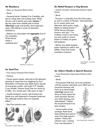 5a. Sand Pine 
- Pinus clausa; Pinaceae (Pine Family) 
- Canopy 
- Clausa means closed, referring to the delayed opening of cones that are triggered by fire.1 Resembles a Christmas tree (think Santa clausa!) An evergreen conifer with small 2-3” needles, 2 per bundle.5 Mature Sand Pine can reach up to 60ft, few remain past 100 years of age.13 
- Usually located in sandy well-drained soil. Seeds are well dispersed in frequent moderate fire, although mature trees are typically killed.13 
- See Pinus palustris uses. 
Pinus clausa, Clipart eflora.org 
5b. Netted Pawpaw or Dog Banana 
- Asimina reticulata; Annonaceae (Custard apple family) 
- Shrub 
- Pawpaw is originally from the Taino papa- ya and is a native of Florida.1 Characterized by its woody stems and alternate, dark green, rough, elliptic to oblong leaves.12 White flowers between January and July.12 Try crushing a leaf in your hand, you may smell an aroma similar to freshly cut green bell peppers. 
- Berries are oddly shaped, green ripening to yellow and edible. Taste and aroma resemble a banana.1 
Anne Murray, University of Florida 
6a. Adam’s Needle or Spanish Bayonet 
- Yucca filamentosa; Agavaceae (Century plant family) 
- Shrub 
- Pronounced (YUK-ka), not to be confused with the common cultivated yuca (YEW-ka).4 A perennial monocot with trunk up to head height. (warning) Leaves are sharp at ends, hence the name bayonet. Flowers are white, leaning, and bell-shaped.12 Notice the frayed threads from leaf margins. 
- Leaves make strong cordage. Roots have been boiled and used as soap from high saponin content.13 Many skin ailments were treated from root decoctions.13 
Yucca filamentosa, Clipart ECT 
4b. Blackberry 
- Rubus sp.; Rosaceae (Rose family) 
- Shrub 
- Perennial shrub. Toothed 3 to 5 leaflets with thorny vining stem and arching cane. White flowers with 5 petals and many stamen.12 Berries ripen from reddish pink to black. (Warning) rough and prickly, dress appropri- ately while hiking in areas of abundant blackberry. 
- Delivers an antioxidant rich aggregate fruit of tiny drupelets. Dried leaves make a medicinal tea.4 
Blackberry, Clipart ECT  