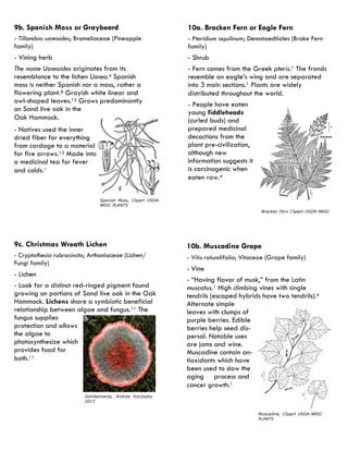 10b. Muscadine Grape 
- Vitis rotundifolia; Vitaceae (Grape family) 
- Vine 
- “Having flavor of musk,” from the Latin muscatus.1 High climbing vines with single tendrils (escaped hybrids have two tendrils).4 Alternate simple leaves with clumps of purple berries. Edible berries help seed dis- persal. Notable uses are jams and wine. Muscadine contain an- tioxidants which have been used to slow the aging process and cancer growth.1 
Muscadine, Clipart USDA-NRSC PLANTS 
9b. Spanish Moss or Graybeard 
- Tillandsia usneoides; Bromeliaceae (Pineapple family) 
- Vining herb 
The name Usneoides originates from its resemblance to the lichen Usnea.4 Spanish moss is neither Spanish nor a moss, rather a flowering plant.8 Grayish white linear and awl-shaped leaves.12 Grows predominantly on Sand live oak in the Oak Hammock. 
- Natives used the inner dried fiber for everything from cordage to a material for fire arrows.13 Made into a medicinal tea for fever and colds.1 
Spanish Moss, Clipart USDA- NRSC PLANTS 
10a. Bracken Fern or Eagle Fern 
- Pteridium aquilinum; Dennstaedtiales (Brake Fern family) 
- Shrub 
- Fern comes from the Greek pteris.1 The fronds resemble an eagle’s wing and are separated into 3 main sections.1 Plants are widely distributed throughout the world. 
- People have eaten young fiddleheads (curled buds) and prepared medicinal decoctions from the plant pre-civilization, although new information suggests it is carcinogenic when eaten raw.4 
Bracken Fern Clipart USDA-NRSC 
9c. Christmas Wreath Lichen 
- Cryptothecia rubrocincta; Arthoniaceae (Lichen/ Fungi family) 
- Lichen 
- Look for a distinct red-ringed pigment found growing on portions of Sand live oak in the Oak Hammock. Lichens share a symbiotic beneficial relationship between algae and fungus.11 The fungus supplies protection and allows the algae to photosynthesize which provides food for both.11 
Gombamania, Andrea Kocziszky 2013  