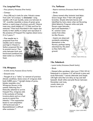12a. Fetterbush 
- Lyonia lucida; Ericaceae (Heath family) 
- Shrub 
- Named after gardener John Lyon (1765-1814).1 Fetterbush is a common 3-5' tall shrub in pine and scrub flatwoods.12 Leaves alternate and simple with light veins that are shiny on top and dull beneath. Small white and pink flower between November and June, woody stems are brown to red.12 
Fetterbush, Clipart USDA-NRSC PLANTS 
11b. Wiregrass 
- Aristida stricta; Poaceae (Grass family) 
- Ground cover 
- Thought of as a “relict,” or remnant of previous climatic conditions. Some areas of wiregrass date back 5,000 years.10 Upright clumps of grass, blades resemble wire.5 Wiregrass flowers in the summer following fire.10 Naturally selected to survive frequent fire, wiregrass aids in the exclusion of foreign invasive plants and as a fuel source to control fire intensity.14 Fire suppression leads to root competition with hardwood oak.10 Reestablishment is difficult after exclusion.10 
Wiregrass, Clipart USDA- NRSC PLANTS 
11c. Tarflower 
- Bejaria racemosa; Ericaceae (Heath family) 
- Shrub 
- Genus named after botanist José Bejar. Grows larger than 7 feet with upright branches. Simple alternate leaves and identified by hairy stems when not flowering (think Behairia). Fragrant white and pink flowers open between April and September.12 Its common name comes from sticky tar-like flowers. 
- Insects are observed accidently entombing themselves in the flowers, perhaps being absorbed by the plant as they fall to the ground. 
Tarflower, Clipart eFlora.org 
11a. Long-leaf Pine 
- Pinus palustris; Pinaceae (Pine family) 
- Canopy 
- Pinus (PIE-nus) is Latin for pine. Palustris comes from Latin “of swamps,” a misnomer.1 Long needles with 3-per bundle, cones are between 6- 10”. Juveniles resemble a clump of green grass before a rapid stage of primary growth5. Mature trees may reach heights of 115 feet and live for centuries.7 Pines have flourished in this region due mainly to their ability to adapt and reproduce in the presence of frequent fire regimes about every 2 to 5 years.10 
- Pine needle tea is prepared from live needles and is resinous and high in Vitamin C. Sailors prepared this tea to prevent scurvy.4 The area between bark and hardwood (cambium) has been eaten as a famine food. 
Long-leaf Pine, Clipart USDA- NRSC PLANTS  