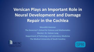 Versican Plays an Important Role in
Neural Development and Damage
Repair in the Cochlea
Meredith Hammer
The Governor’s School for Science and Mathematics
Mentor: Dr. Hainan Lang
Department of Pathology and Laboratory Medicine
The Medical University of South Carolina
 