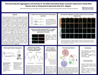 Nakeirah Christie, Hannah Fay, Amy Lee, Sheana Algama, Jordan Grant, Fridien Tchoukoua, Paul Sands, Emily Javadi, David Spears, Jacob Zalewski, Emily Williams, John Peyton Bush
Abstract
Machado Joseph Disease (MJD) is a neurodegenerative disorder
caused by an expansion of CAG (polyQ) repeats within the gene
that codes for the ataxin-3 (AT3) protein. This expansion leads to
protein aggregation and a toxic-gain of function, but
understanding the mechanisms by which aggregated ataxin-3
affects cell function is not well understood. We utilize the model
organism C. elegans to investigate the toxicity and aggregation
of the ataxin-3 protein in different cell and tissue-
types. Specifically, we are interested in how cellular protein
homeostasis (“proteostasis”) impacts aggregation and toxicity of
the mutated protein in different tissues. To address this, we
characterized the aggregation and toxicity of a C-terminal
fragment of ataxin-3 (AT3CT) with various polyQ tract lengths
expressed in C. elegans body wall muscle cells or
neurons. Toxicity was determined by performing motility assays
and aggregation was determined by fluorescence microscopy.
Because it has previously been shown that neurons control the
organismal heat shock response, we wondered whether animals
expressing a disease-associated, aggregation-prone variant of
ataxin-3 in neurons would have an impaired HSR. To address
this, we performed qRT-PCR of heat-inducible genes.
Surprisingly, our data suggest that ataxin-3 expressed in neurons
has little effect on the organismal heat shock response, despite a
clear age-dependent increase in aggregation.
Age-Dependent Aggregation of AT3CT in Muscle Cells as Compared to
Neuronal Cells
Fluorescence Micrographs of C. elegans expressing the C-terminus of the ataxin-3 protein (AT3CT) in
either the body wall muscle cells (orange background) or neuronal cells (blue background). The AT3CT
protein was tagged with YFP to allow for visualization. Representative individual animals were imaged
from L4 stage until Day 11 of adulthood.
Motility was determined as a function of thrashing in
liquid. Individual L4 larvae or animals at day 4 of
adulthood were picked to a 10 µL drop of M9 on a
microscope slide and were given a 30 s adjustment
period before counting thrashing rate. Thrashes
(defined as the head crossing the vertical midline of
the body) were counted for 60 s. A minimal n-
number of n = 30 was assayed for each genotype or
time point indicated.
Characterizing the Aggregation and Toxicity of the MJD-Associated Ataxin-3 protein Expressed in Body Wall
Muscle cells as Compared to Neuronal cells of C. elegans
qRT-PCR showing the relative
expression levels of the
endogenous F44E5.4 (Hsp70)
mRNA before (-HS) and after
(+HS) heat shock in wild (N2)
animals as compared to animals
expredssing AT3CT in body wall
muscle cells or neurons.
Conclusions
• AT3CT aggregation and toxicity is
polyQ-length dependent in body
wall muscles cells.
• AT3CT aggregation and toxicity is
polyQ-length dependent and
modulated by aging.
Future Directions
• Develop an AT3CT intestinal line to
continue comparing AT3CT toxicity
and aggregation in various tissue
types
• Use RNAi to knock the expression of
proteostasis network genes to
identify regulators of AT3CT
aggregation and toxicity.
The polyQ-conAT3taining C-
terminal domain (lacking the
N-terminal 257 amino acids) of
AT3 was fused to YFP and
expressed in body wall muscle
cells under the control of the
unc-54 promoter.
YFP
unc-54
YFPAT3CT
Q45
unc-54
YFPAT3CT
Q63
unc-54
C. elegans were transformed with the following gene
constructs
L4
AT3CTQ45AT3CTQ63AT3CTQ14AT3CTQ75
Day 1 Day 2 Day 4 Day 8Day 5 Day 9 Day 11
GFP Phalloidin
N2
AT3CT(Q45)
AT3CT(Q63)
Expression of polyQ-expanded AT3CT in C. elegans
body wall muscle cells leads to polyQ length-
dependent foci formation
Fluorescence micrographs
showing fixed N2 (wild type),
AT3CT (Q45)::YFP and AT3CT
(Q63) animals imaged for YFP
fluorescence (green) or
phalloidin-stained actin filaments
(red).
0
20
40
60
80
100
120
140
0 10 20 30 40 50 60
RelativeFluorescenceIntensity
Time (s)bleach
AT3CT(Q63)
YFP
AT3CT(Q45) (foci)
AT3CT(Q45)
(diffuse)
Q0(YFP)
AT3CTQ45-YFP
AT3CTQ63-YFP
YFP
monomer
a
o
m
PolyQ Length-Dependent Aggregation
Native gel showing the YFP-
containing protein species
that accumulate in lines
expressing YFP alone,
At3CT(Q45)::YFP, or
AT3CT(Q63)::YFP. Aggregates
(a), oligomers (o), and
monomers (m) are indicated.
Fluorescence Recovery
after Photobleaching
(FRAP) for diffuse
fluorescent protein in YFP
or AT3CT(Q45)::YFP-
expressing animals, or
fluorescent foci in
AT3CT(Q45)::YFP or
AT3CT(Q63)-expressing
animals.
462 proteostasis regulators were identified in genetic screens.
Published gene lists were compared to identify unique or
overlapping hits. Genes that overlapped between two of the
three studies (21 total) appear as hybrid colors (green, orange,
purple). Genes (8) that appeared in all three studies are white.
Together, these genes represent the proteostasis network and
may modulate AT3CT aggregation and toxicity.
The Proteostasis NetworkAT3CT Expression
Does not Inhibit the
Heat Shock Response
Motility Assays of AT3CT-
expressing C. elegans suggest
tissue-specific toxicity
BodyWallMuscleCellsNeuronalCells
Muscles Neurons
0
500
1000
1500
2000
2500
3000
3500
4000
N2-HS
N2+HS
AT3CTQ45-HS
AT3CTQ45+HS
AT3CTQ63-HS
AT3CTQ63+HS
AT3CTQ14-HS
AT3CTQ14+HS
AT3CTQ75-HS
AT3CTQ75+HS
RelativeHsp70GeneExpression
N2 AT3CTQ45
(muscle)
AT3CTQ63
(muscle)
AT3CTQ14
(neurons)
AT3CTQ75
(neurons)
N2 AT3CTQ45
(muscle)
AT3CTQ63
(muscle)
AT3CTQ14
(neurons)
AT3CTQ75
(neurons)
L4 Larval Stage Day 4 of Adulthood
Thrashes/min
Thrashes/min
 