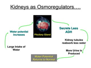 kidneys excretion