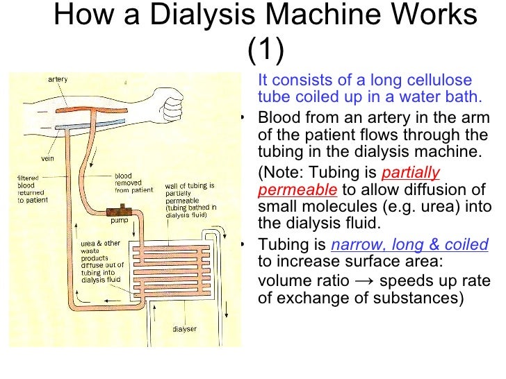 chapter 11 excretion lesson 3 the 2 functions of kidneys and kidney how hemodialysis works