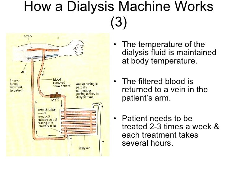 Chapter 11 Excretion Lesson 3 The 2 functions of kidneys and Kidney…