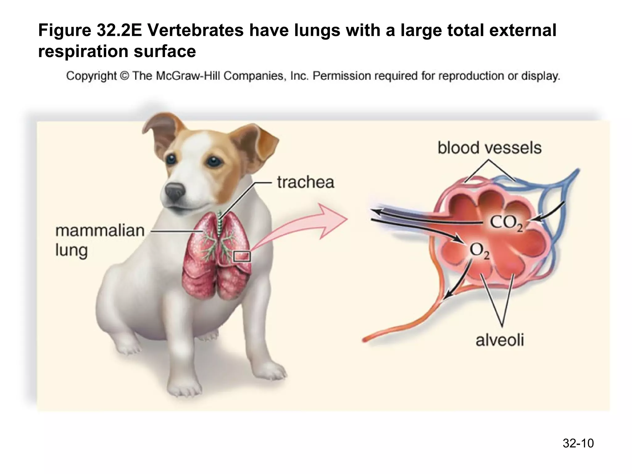 Figure 32.2E Vertebrates have lungs with a large total external respiration surface 32- 