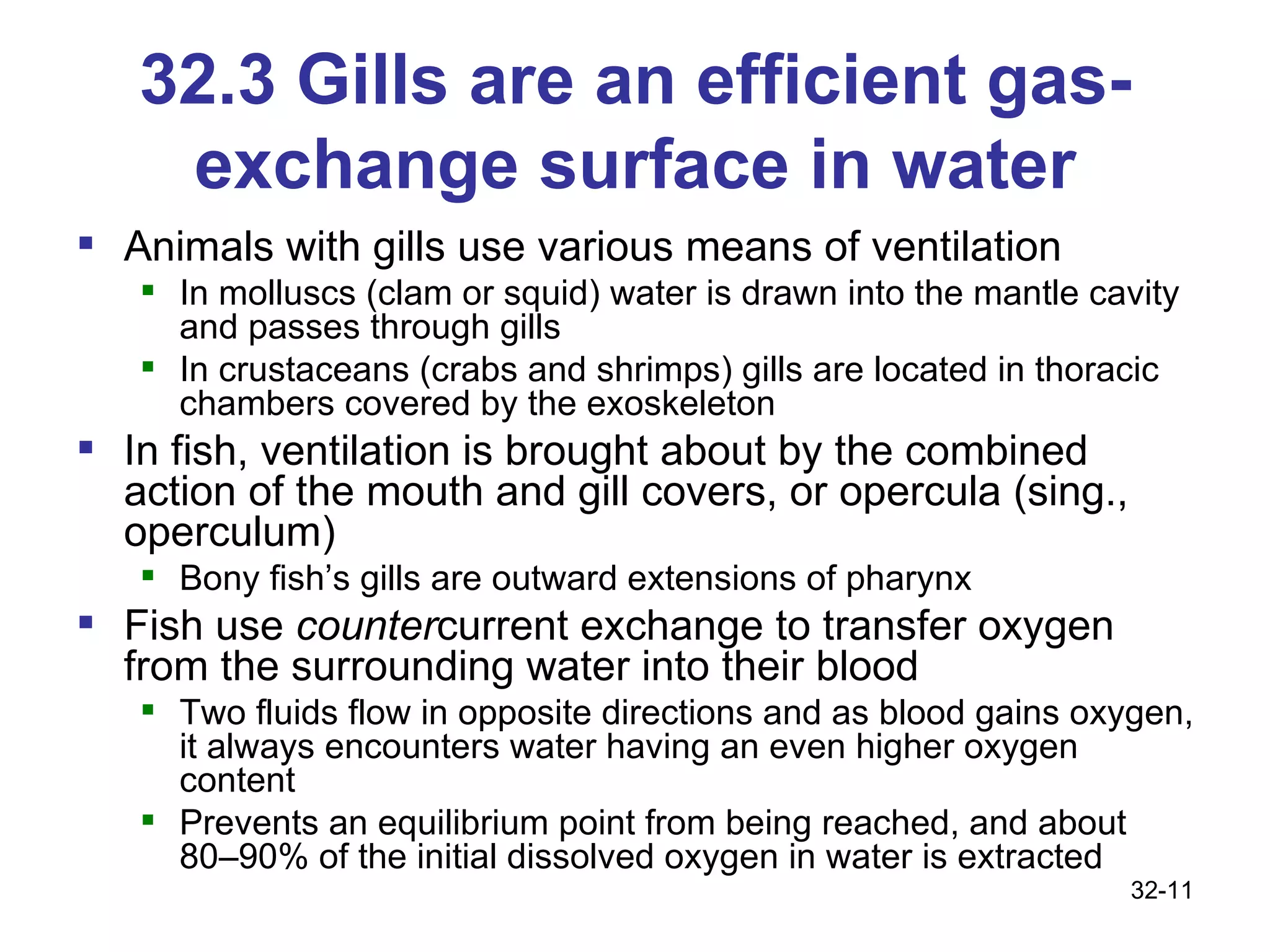 32.3 Gills are an efficient gas-exchange surface in water Animals with gills use various means of ventilation In molluscs (clam or squid) water is drawn into the mantle cavity and passes through gills In crustaceans (crabs and shrimps) gills are located in thoracic chambers covered by the exoskeleton In fish, ventilation is brought about by the combined action of the mouth and gill covers, or opercula (sing., operculum) Bony fish’s gills are outward extensions of pharynx Fish use  counter current exchange to transfer oxygen from the surrounding water into their blood Two fluids flow in opposite directions and as blood gains oxygen, it always encounters water having an even higher oxygen content Prevents an equilibrium point from being reached, and about 80–90% of the initial dissolved oxygen in water is extracted 32- 