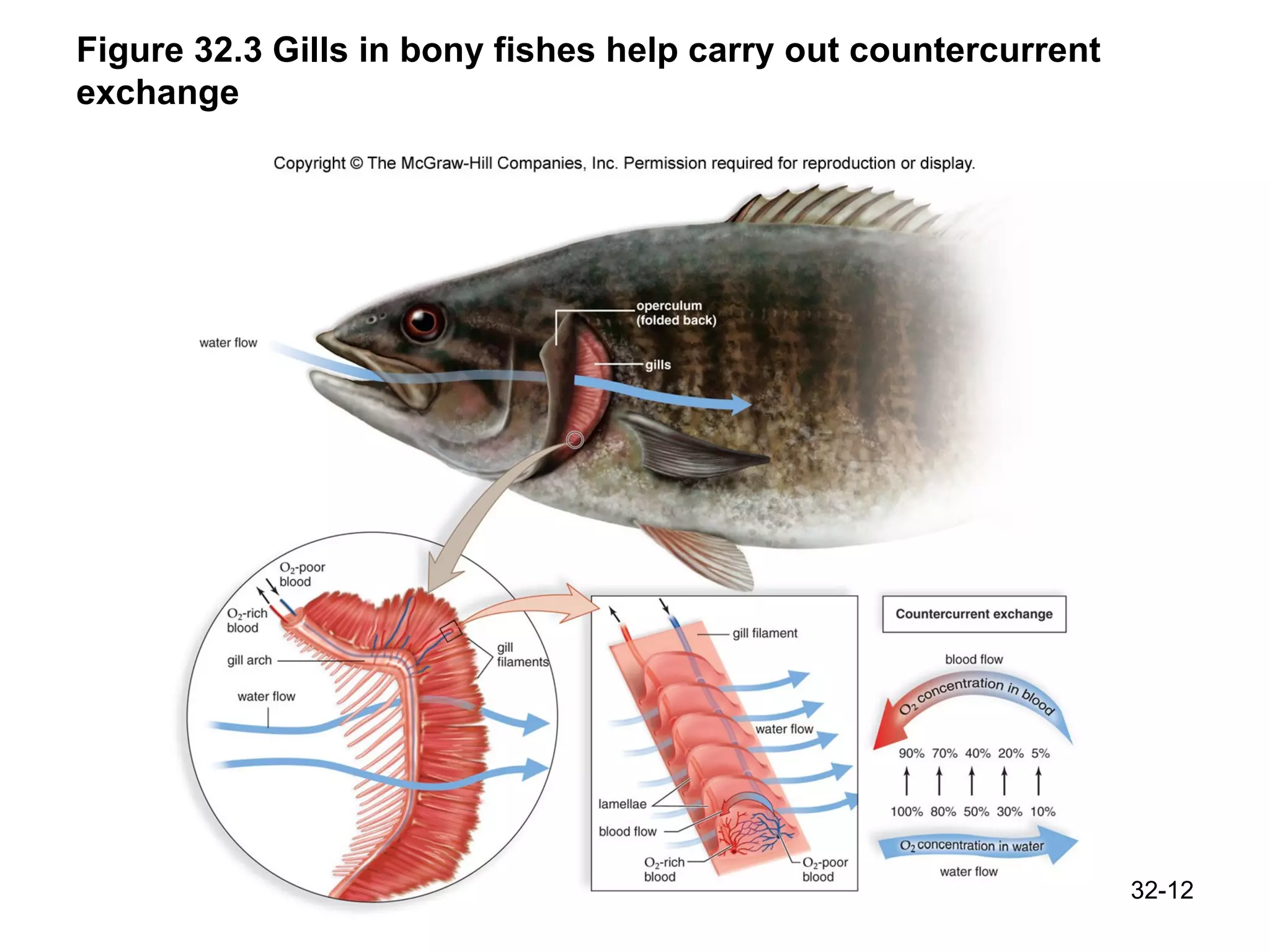 Figure 32.3 Gills in bony fishes help carry out countercurrent exchange 32- 