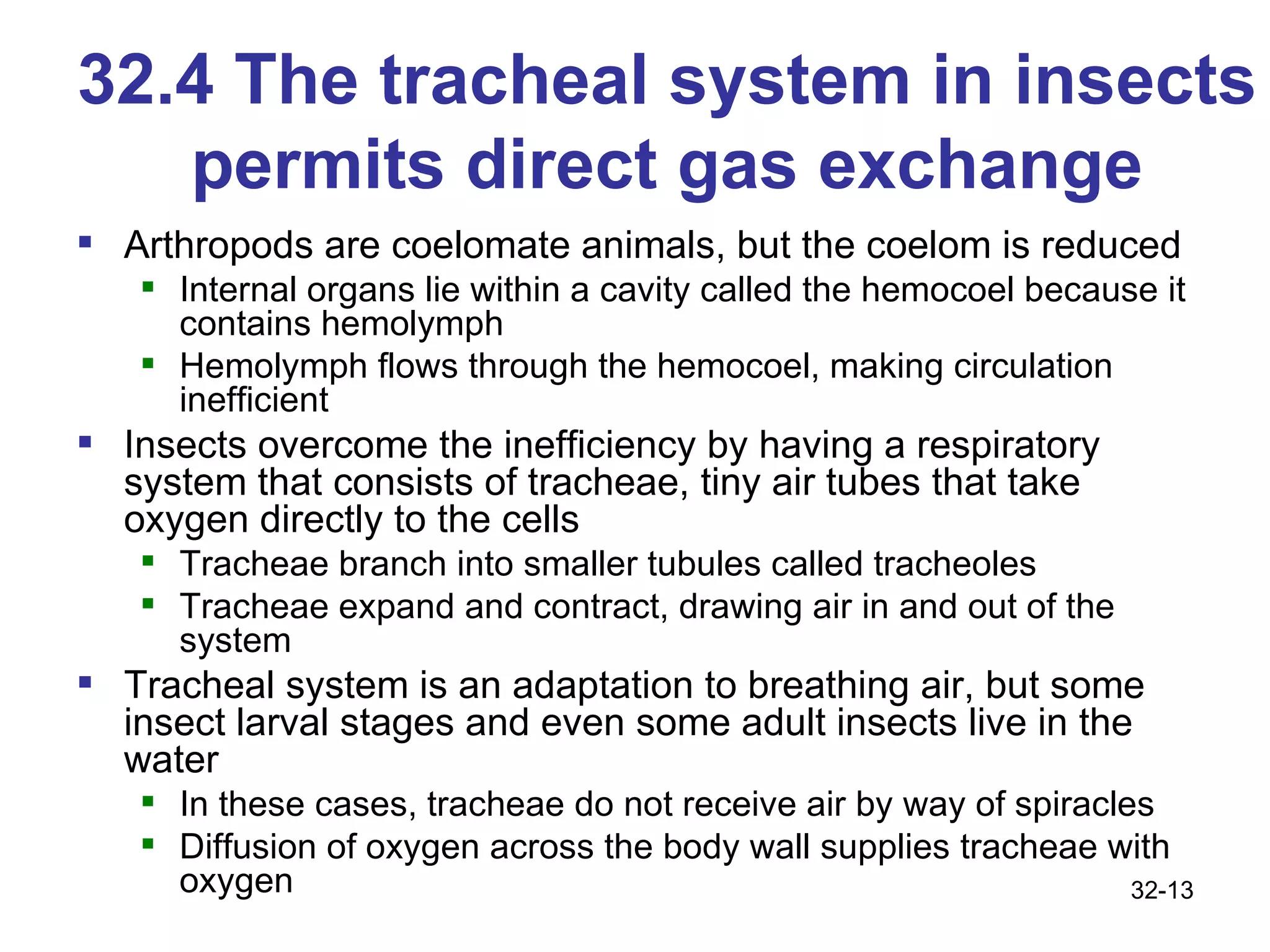 32.4 The tracheal system in insects permits direct gas exchange Arthropods are coelomate animals, but the coelom is reduced Internal organs lie within a cavity called the hemocoel because it contains hemolymph Hemolymph flows through the hemocoel, making circulation inefficient Insects overcome the inefficiency by having a respiratory system that consists of tracheae, tiny air tubes that take oxygen directly to the cells Tracheae branch into smaller tubules called tracheoles Tracheae expand and contract, drawing air in and out of the system Tracheal system is an adaptation to breathing air, but some insect larval stages and even some adult insects live in the water In these cases, tracheae do not receive air by way of spiracles Diffusion of oxygen across the body wall supplies tracheae with oxygen 32- 
