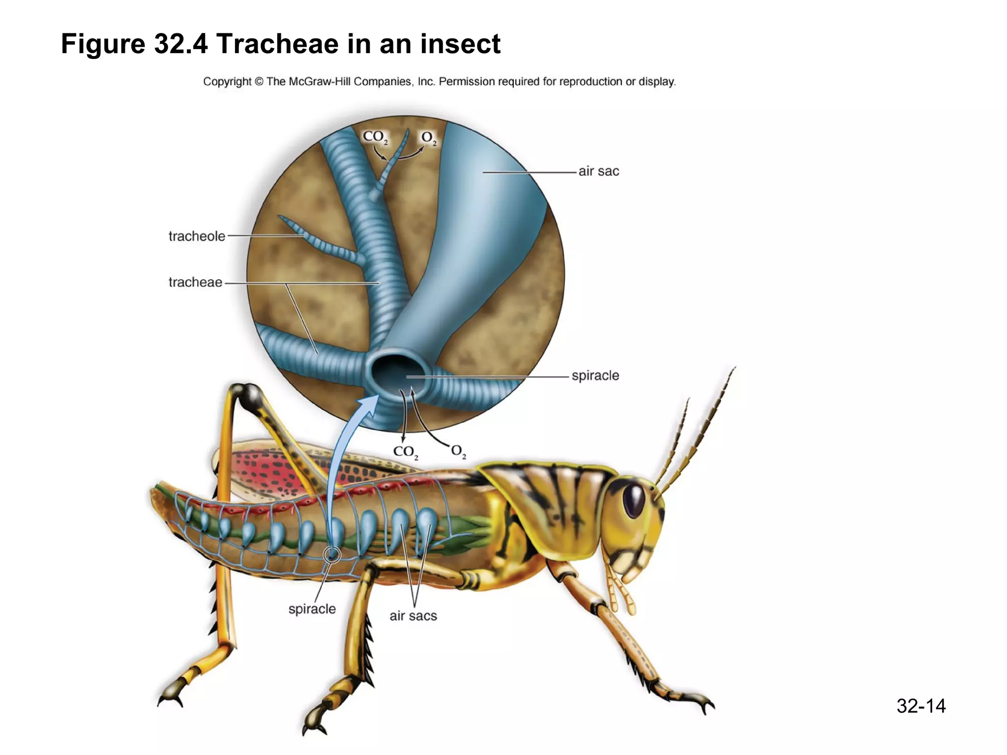 Figure 32.4 Tracheae in an insect 32- 
