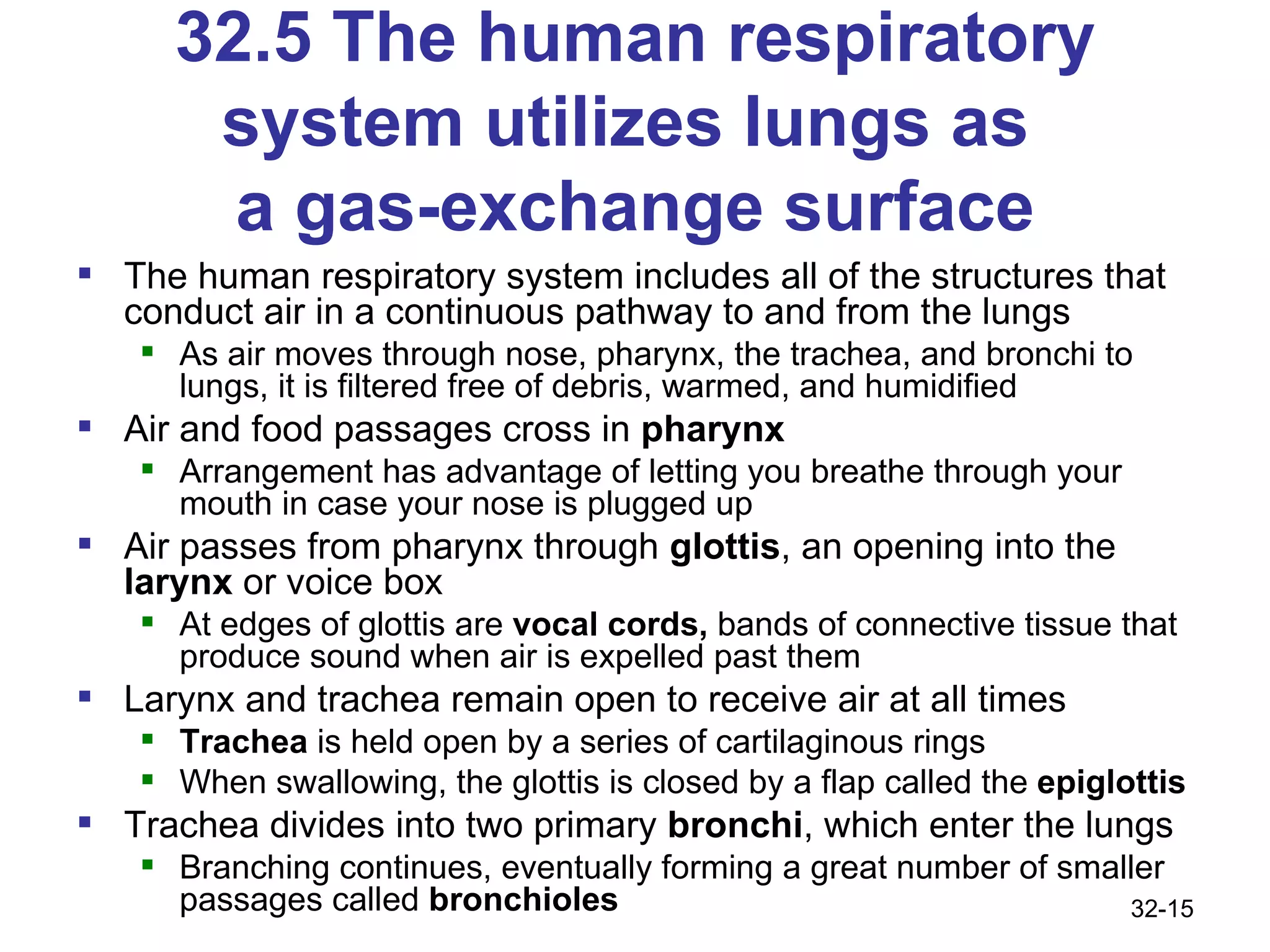 32.5 The human respiratory system utilizes lungs as  a gas-exchange surface The human respiratory system includes all of the structures that conduct air in a continuous pathway to and from the lungs As air moves through nose, pharynx, the trachea, and bronchi to lungs, it is filtered free of debris, warmed, and humidified Air and food passages cross in  pharynx Arrangement has advantage of letting you breathe through your mouth in case your nose is plugged up Air passes from pharynx through  glottis , an opening into the  larynx  or voice box At edges of glottis are  vocal cords,  bands of connective tissue that produce sound when air is expelled past them Larynx and trachea remain open to receive air at all times Trachea  is held open by a series of cartilaginous rings When swallowing, the glottis is closed by a flap called the  epiglottis Trachea divides into two primary  bronchi , which enter the lungs Branching continues, eventually forming a great number of smaller passages called  bronchioles 32- 