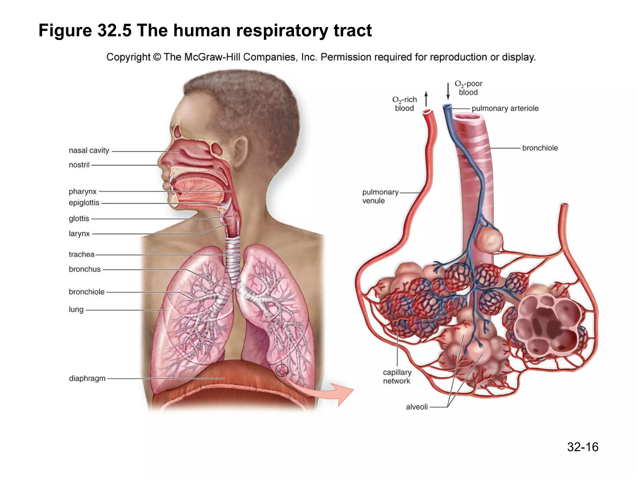Figure 32.5 The human respiratory tract 32- 
