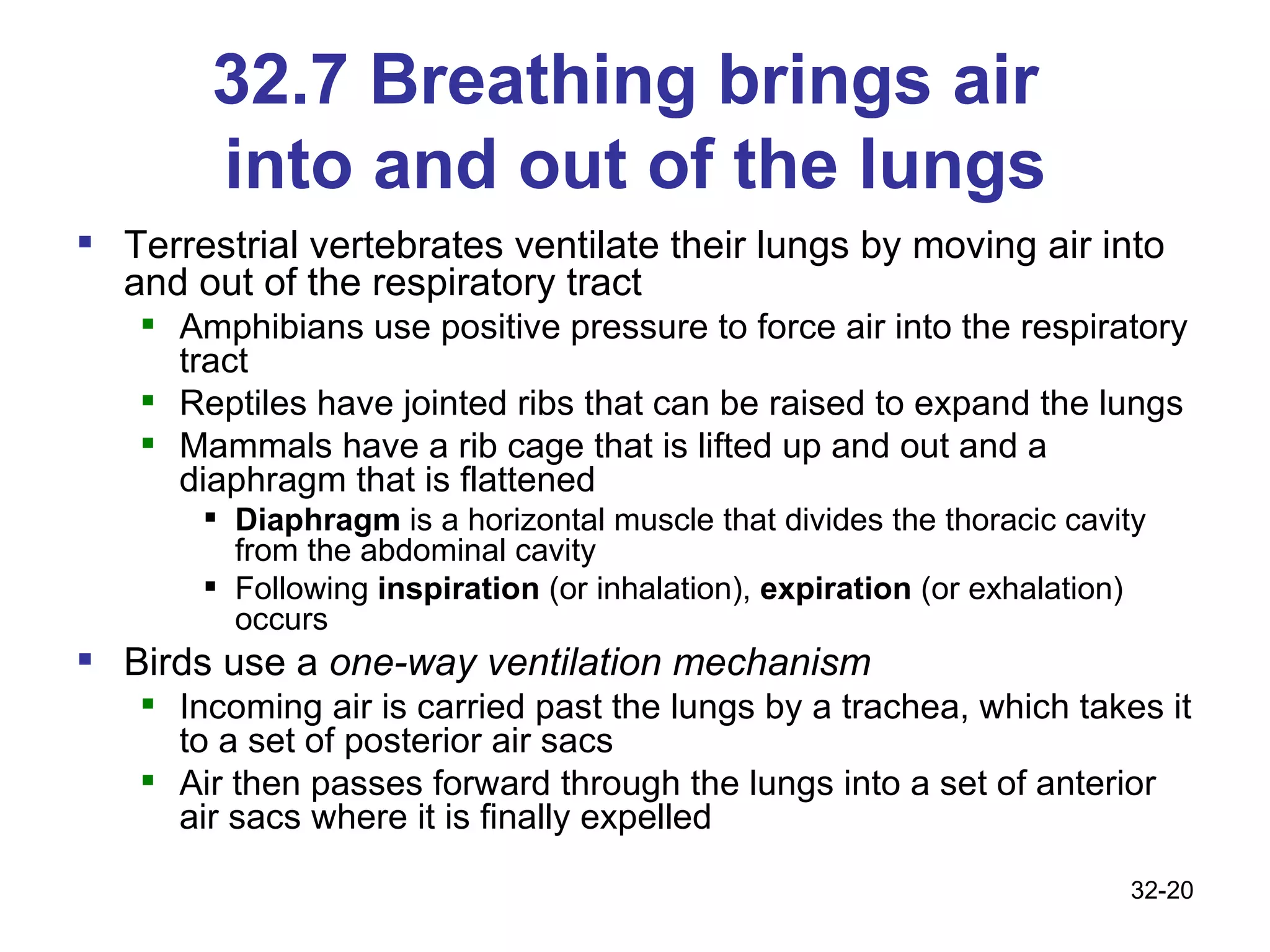 32.7 Breathing brings air  into and out of the lungs Terrestrial vertebrates ventilate their lungs by moving air into and out of the respiratory tract Amphibians use positive pressure to force air into the respiratory tract Reptiles have jointed ribs that can be raised to expand the lungs Mammals have a rib cage that is lifted up and out and a diaphragm that is flattened Diaphragm  is a horizontal muscle that divides the thoracic cavity from the abdominal cavity  Following  inspiration  (or inhalation),  expiration  (or exhalation) occurs Birds use a  one-way ventilation mechanism  Incoming air is carried past the lungs by a trachea, which takes it to a set of posterior air sacs Air then passes forward through the lungs into a set of   anterior air sacs where it is finally expelled 32- 