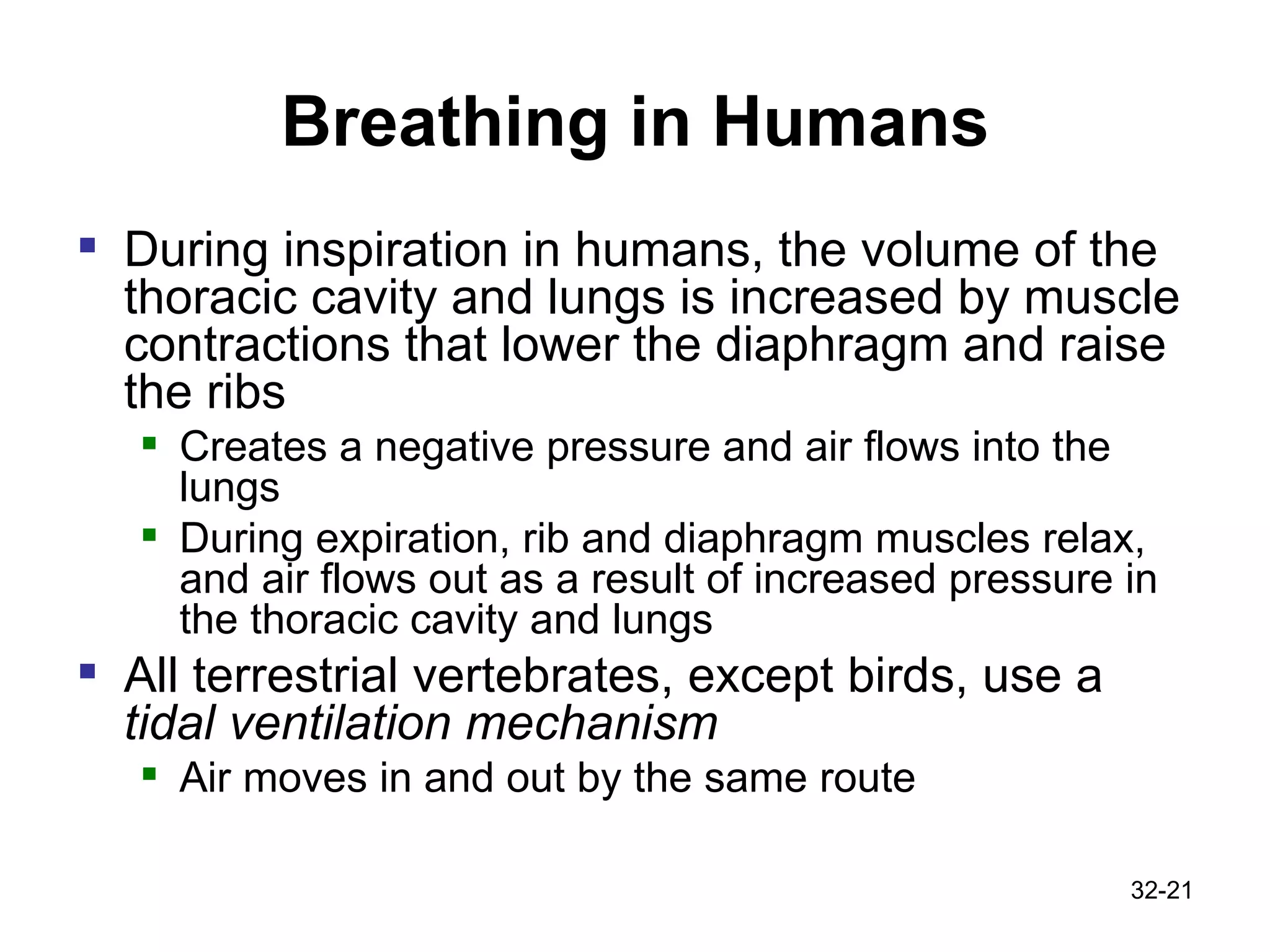 Breathing in Humans During inspiration in humans, the volume of the thoracic cavity and lungs is increased by muscle contractions that lower the diaphragm and raise the ribs  Creates a negative pressure and air flows into the lungs During expiration, rib and diaphragm muscles relax, and air flows out as a result of increased pressure in the thoracic cavity and lungs All terrestrial vertebrates, except birds, use a  tidal ventilation mechanism   Air moves in and out by the same route 32- 