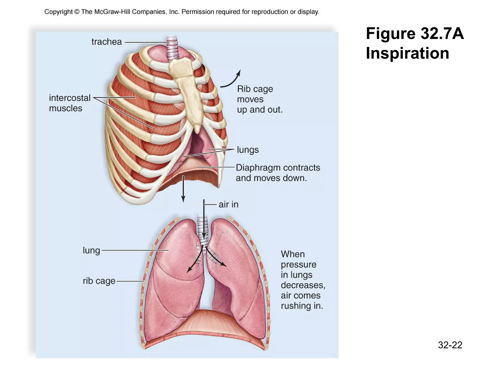 Figure 32.7A Inspiration 32- 