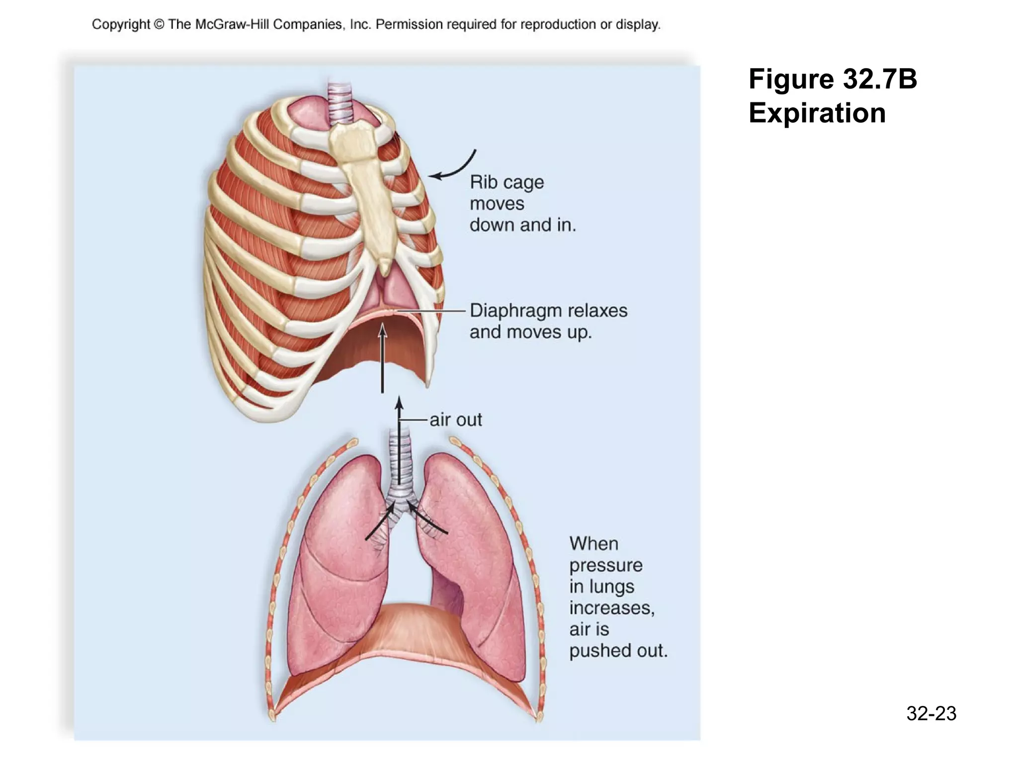 Figure 32.7B Expiration 32- 