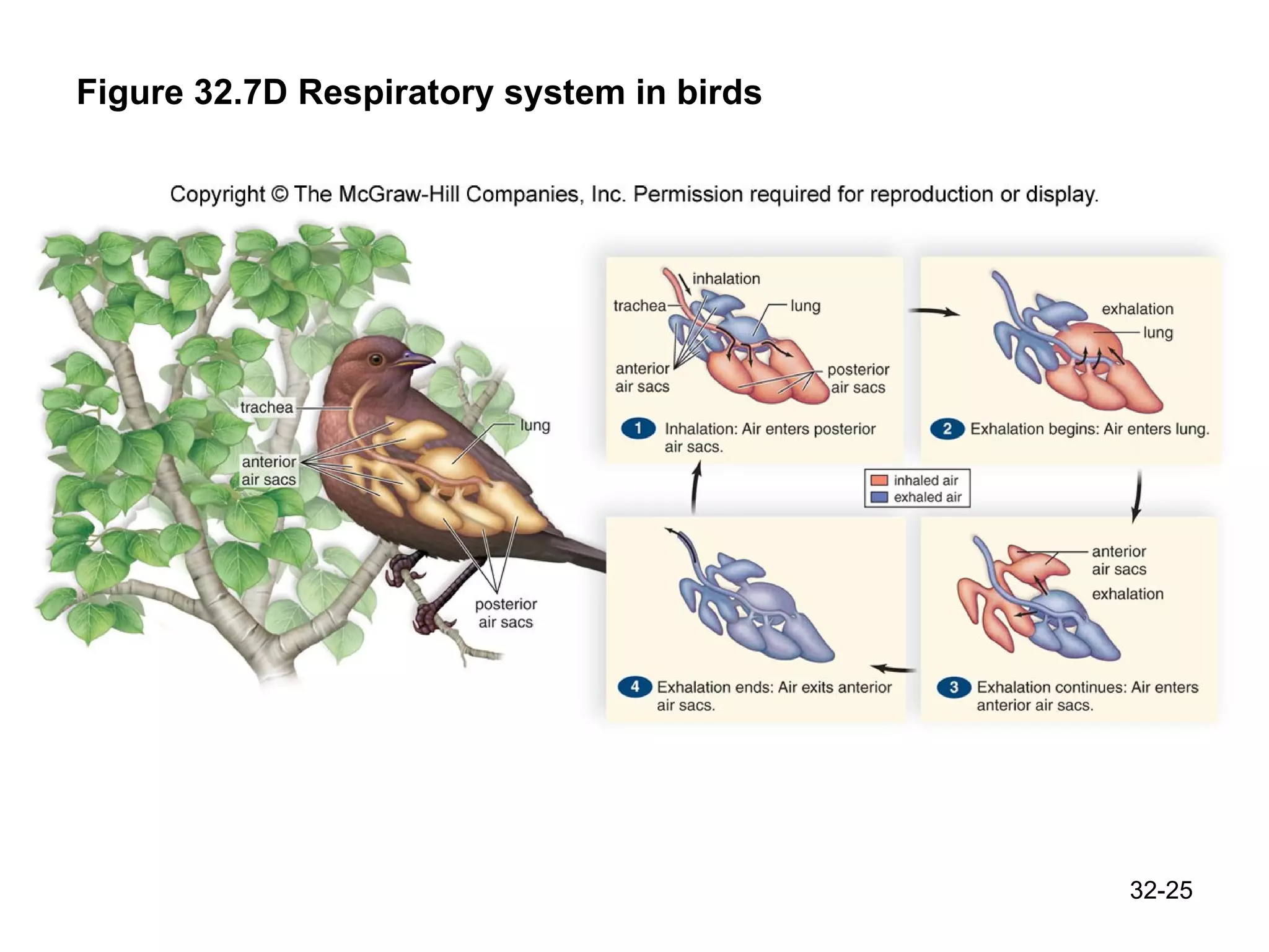 Figure 32.7D Respiratory system in birds 32- 