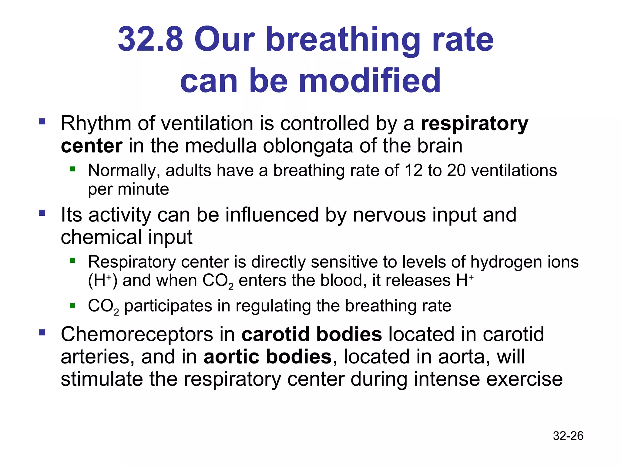 32.8 Our breathing rate  can be modified Rhythm of ventilation is controlled by a  respiratory center  in the medulla oblongata of the brain Normally, adults have a breathing rate of 12 to 20 ventilations per minute Its activity can be influenced by nervous input and chemical input Respiratory center is directly sensitive to levels of hydrogen ions (H + ) and when CO 2  enters the blood, it releases H +   CO 2  participates in regulating the breathing rate Chemoreceptors in  carotid bodies  located in carotid arteries, and in  aortic bodies , located in aorta, will stimulate the respiratory center during intense exercise 32- 