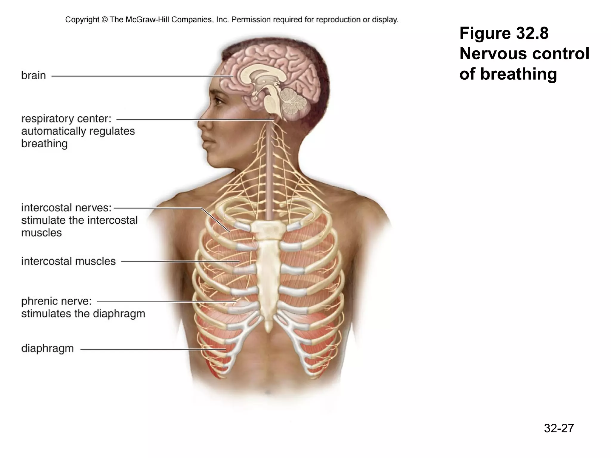Figure 32.8 Nervous control of breathing 32- 