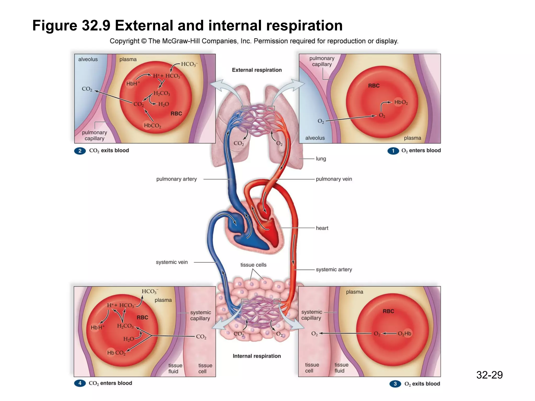Figure 32.9 External and internal respiration 32- 