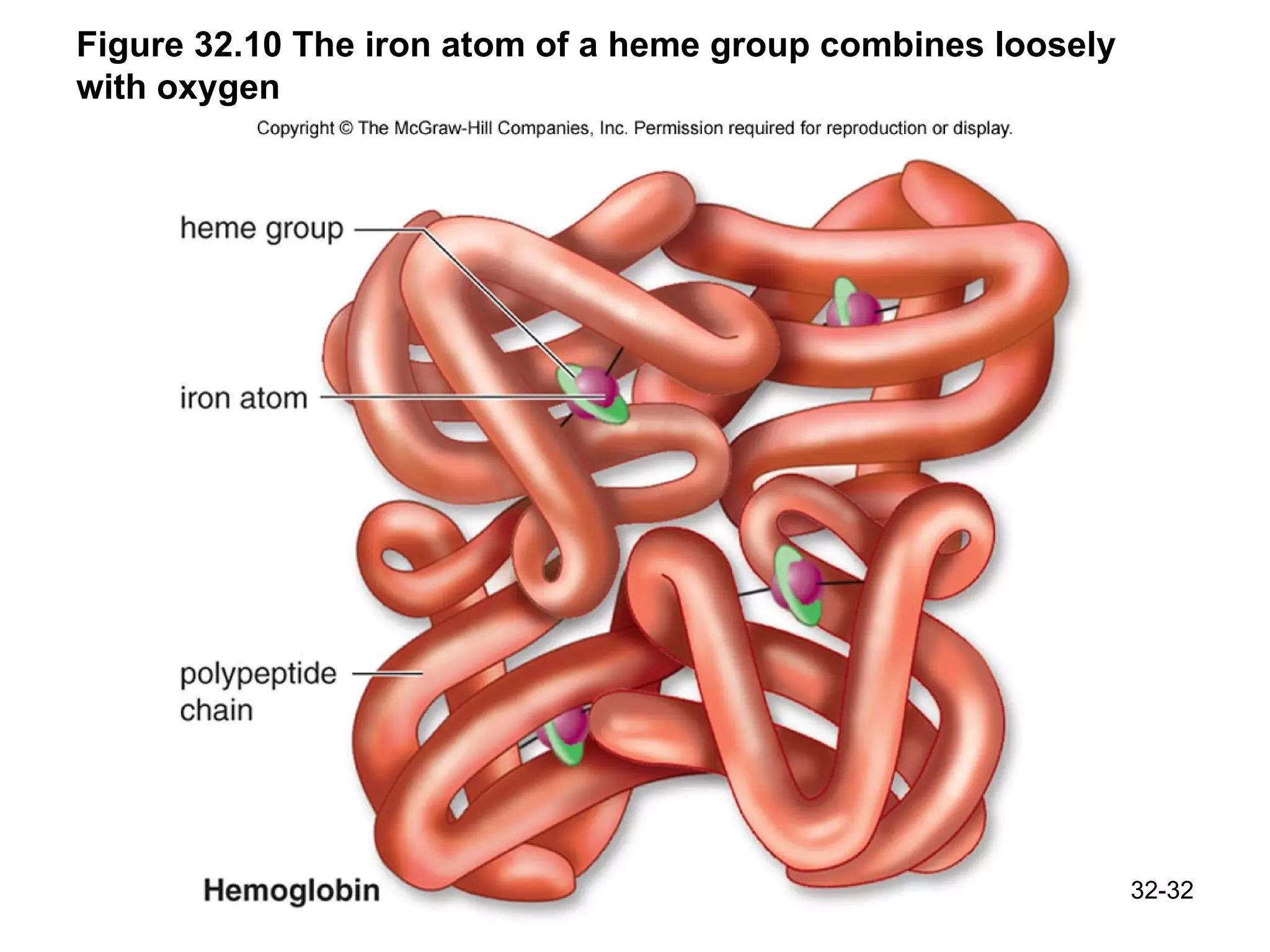 Figure 32.10 The iron atom of a heme group combines loosely with oxygen 32- 
