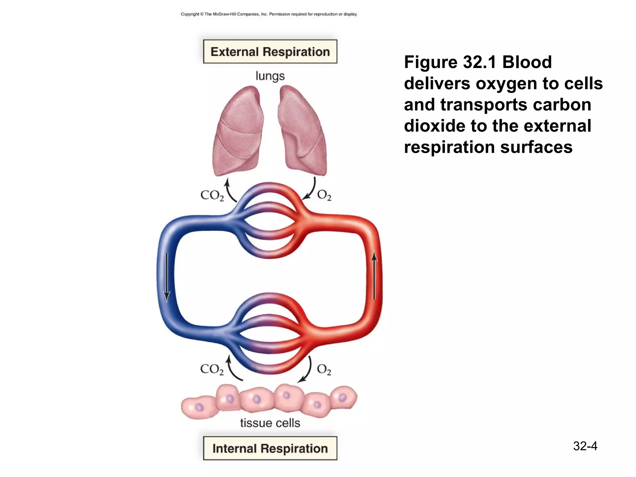 Figure 32.1 Blood delivers oxygen to cells and transports carbon dioxide to the external respiration surfaces 32- 