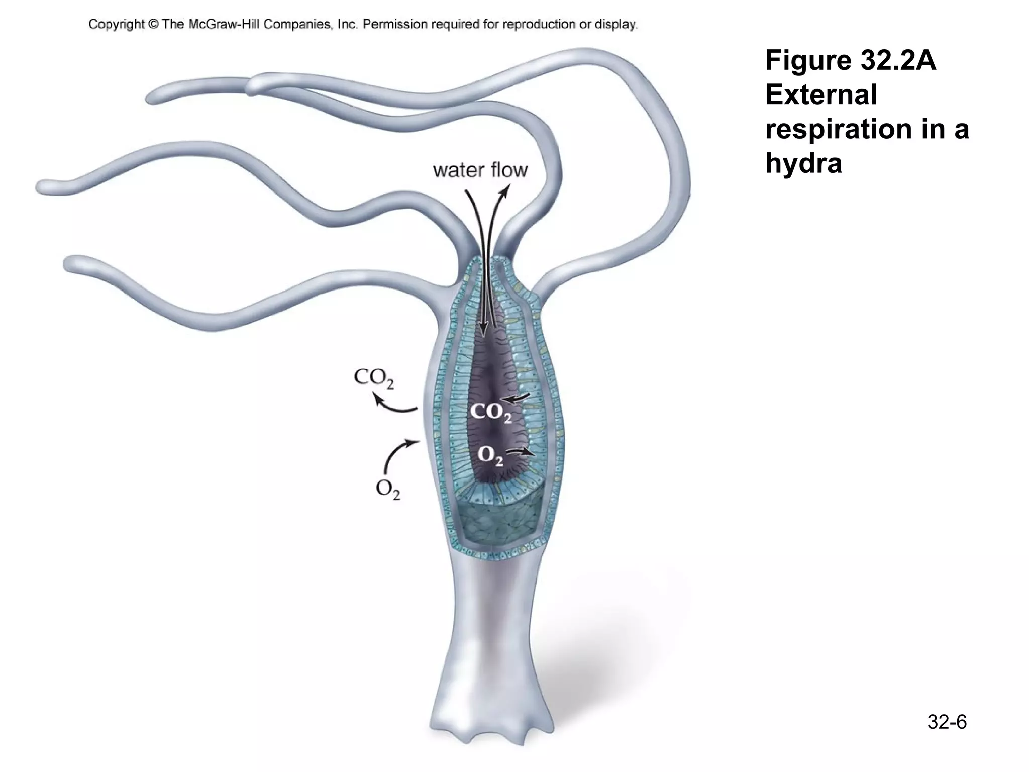 Figure 32.2A External respiration in a hydra 32- 