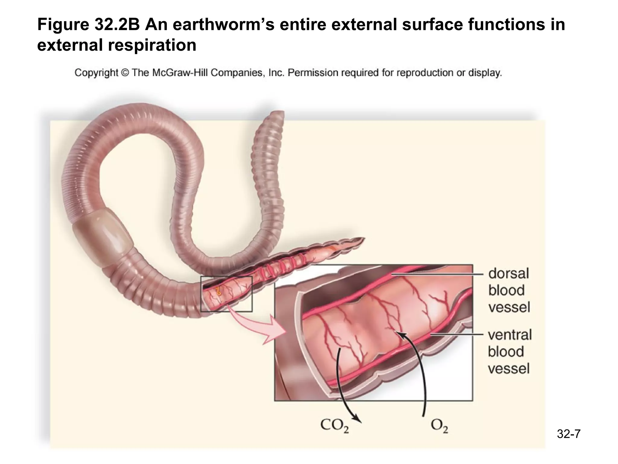 Figure 32.2B An earthworm’s entire external surface functions in external respiration 32- 