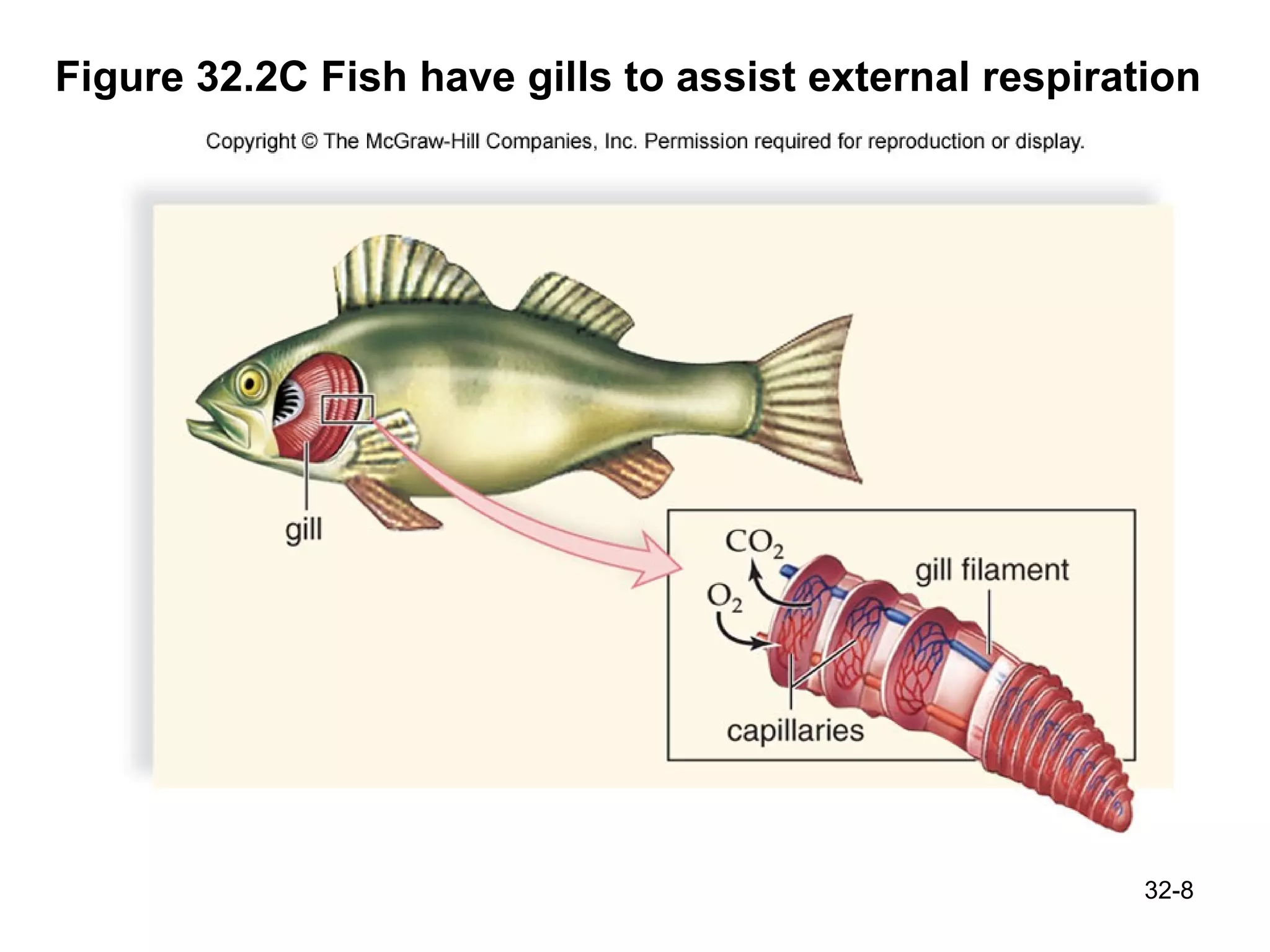 Figure 32.2C Fish have gills to assist external respiration 32- 