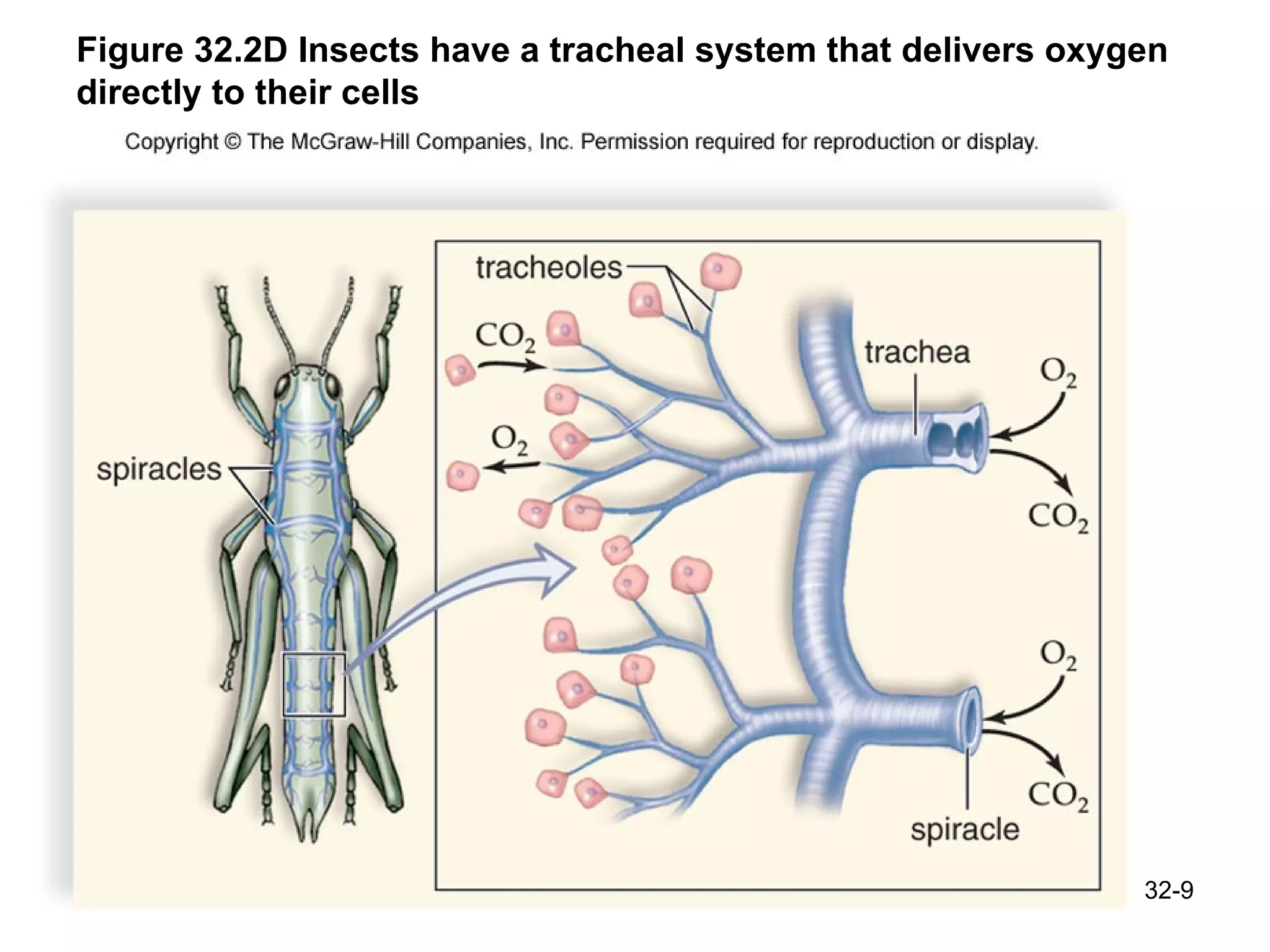 Figure 32.2D Insects have a tracheal system that delivers oxygen directly to their cells 32- 