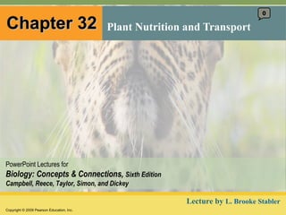 Chapter 32 Plant Nutrition and Transport 0 Lecture by  L. Brooke Stabler 