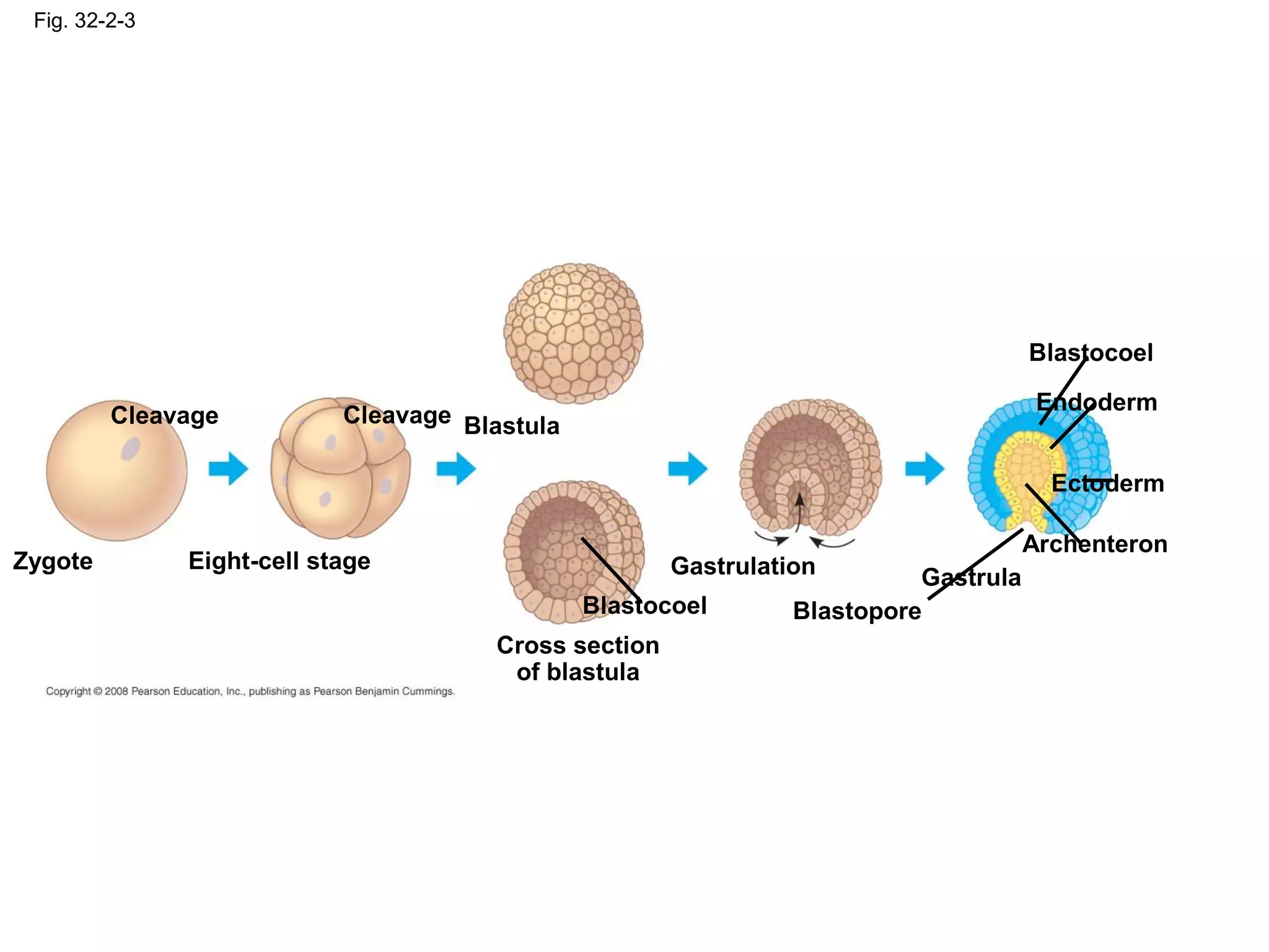 Fig. 32-2-3
Zygote
Cleavage
Eight-cell stage
Cleavage Blastula
Cross section
of blastula
Blastocoel
Gastrulation
Blastopore
Gastrula
Archenteron
Ectoderm
Endoderm
Blastocoel
 