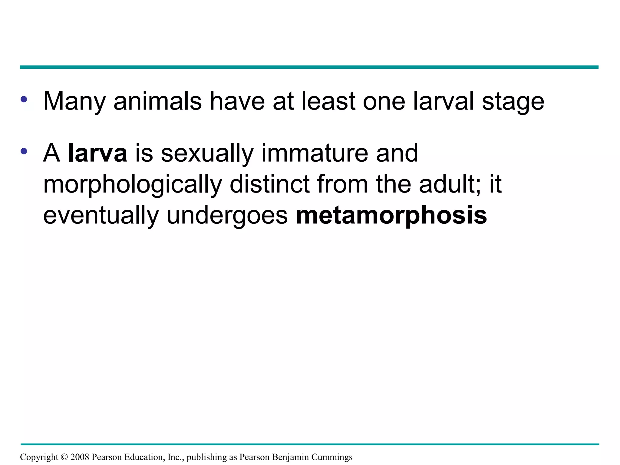 Copyright © 2008 Pearson Education, Inc., publishing as Pearson Benjamin Cummings
• Many animals have at least one larval stage
• A larva is sexually immature and
morphologically distinct from the adult; it
eventually undergoes metamorphosis
 