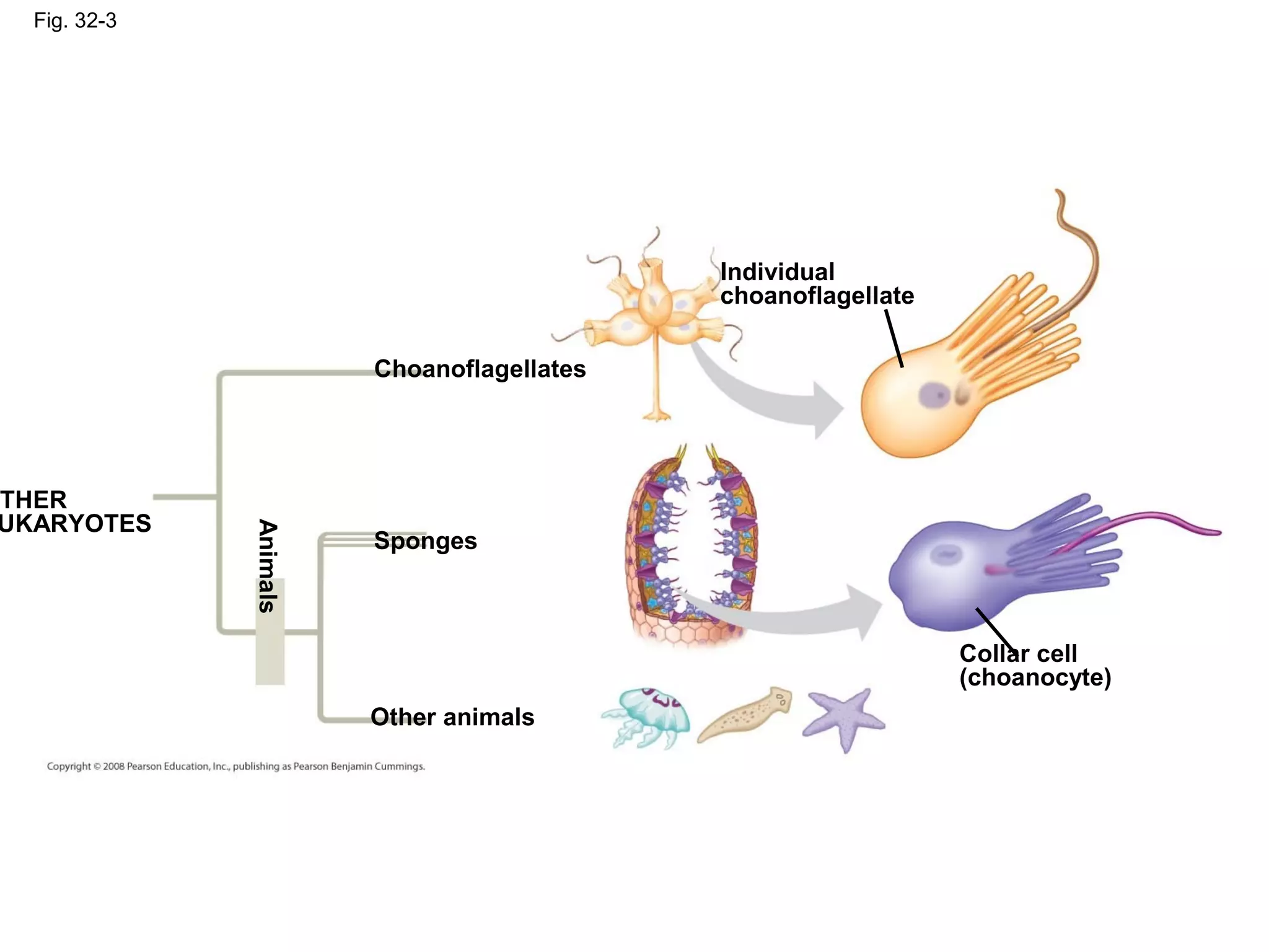 Fig. 32-3
THER
UKARYOTES
Choanoflagellates
Sponges
Other animals
Animals
Individual
choanoflagellate
Collar cell
(choanocyte)
 