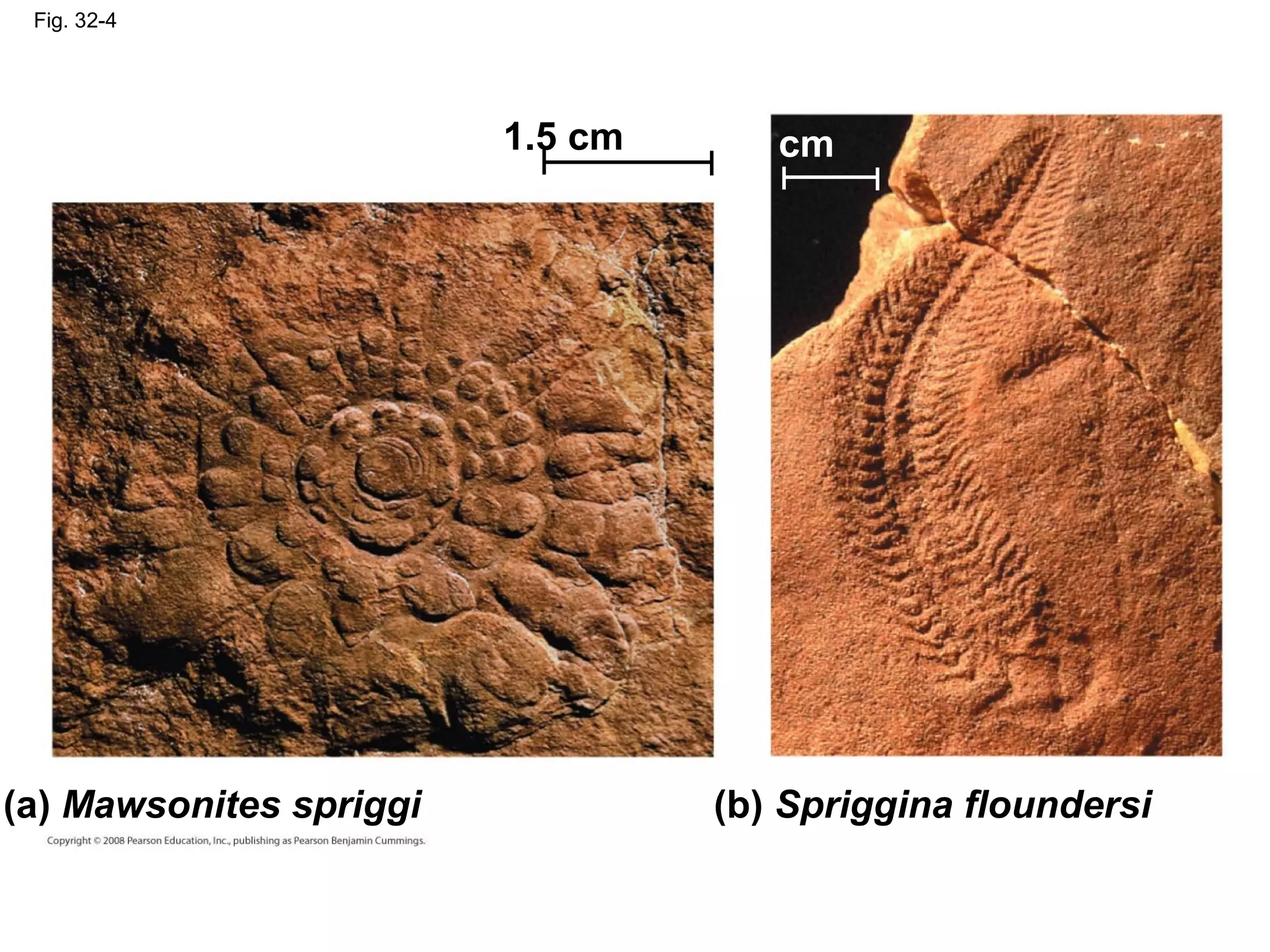 Fig. 32-4
(a) Mawsonites spriggi (b) Spriggina floundersi
1.5 cm 0.4 cm
 