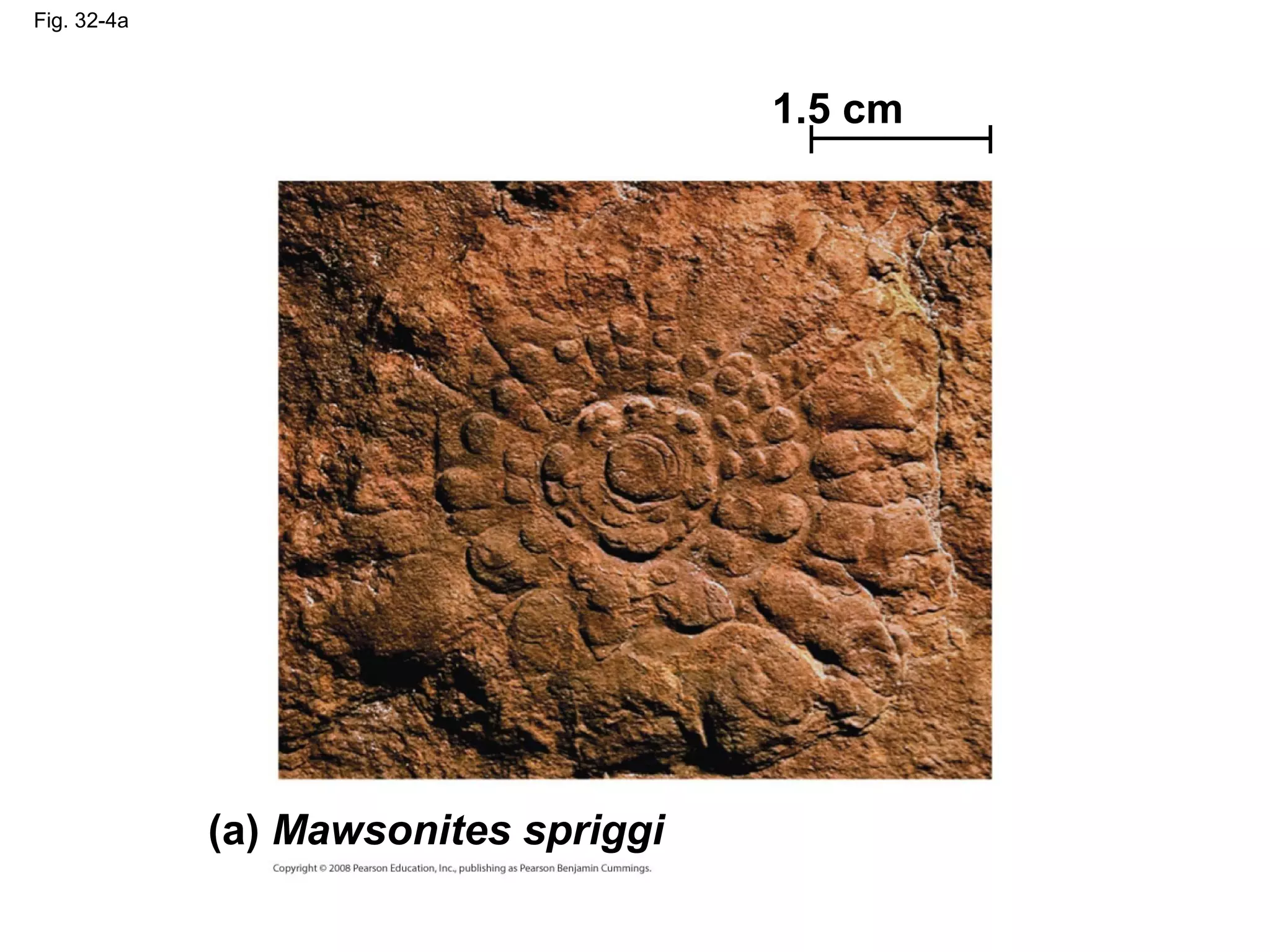 Fig. 32-4a
(a) Mawsonites spriggi
1.5 cm
 