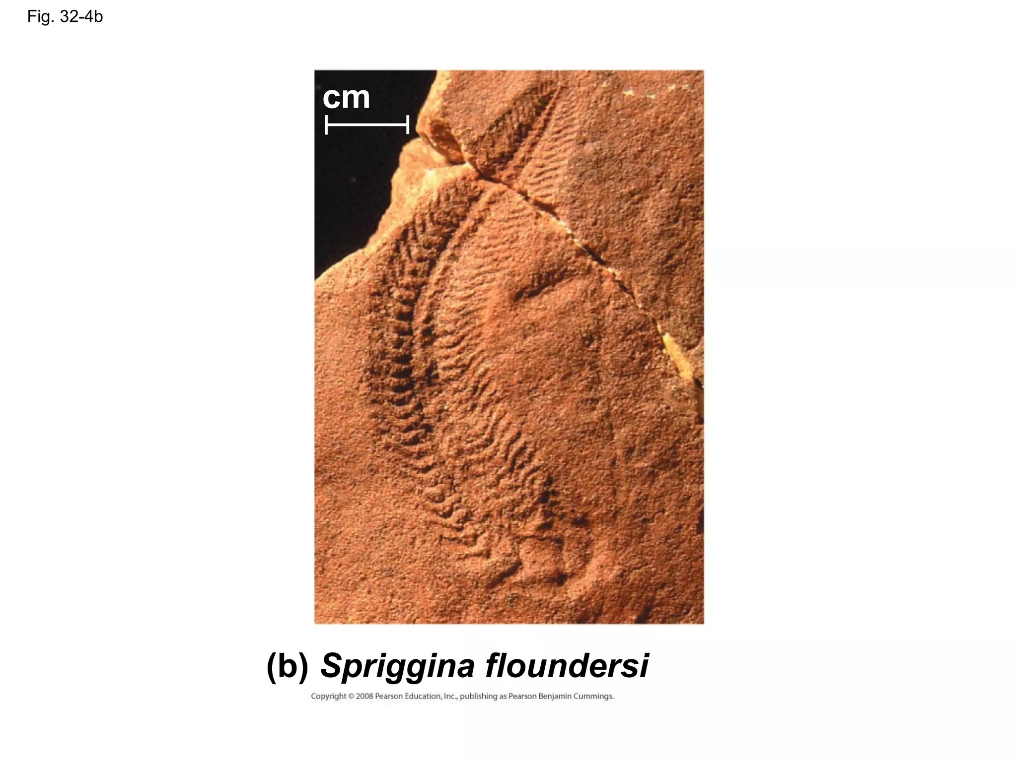 Fig. 32-4b
(b) Spriggina floundersi
0.4 cm
 