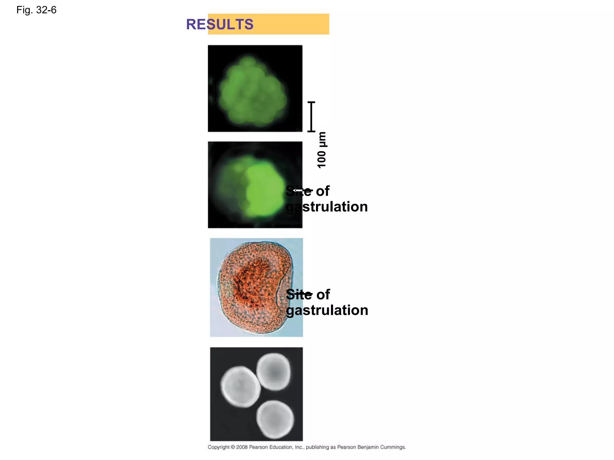Fig. 32-6
RESULTS
Site of
gastrulation
100µm
Site of
gastrulation
 