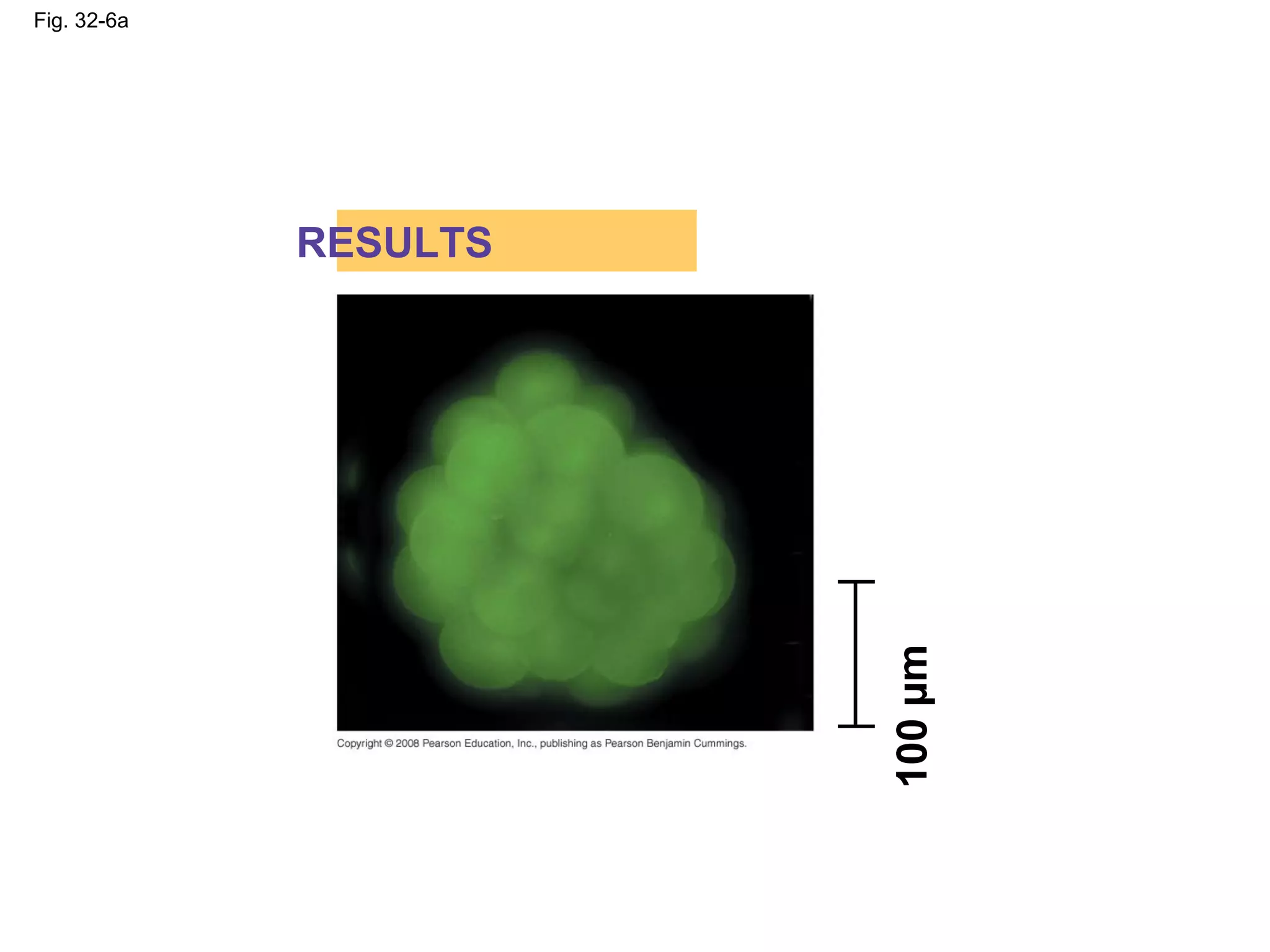 Fig. 32-6a
RESULTS
100µm
 