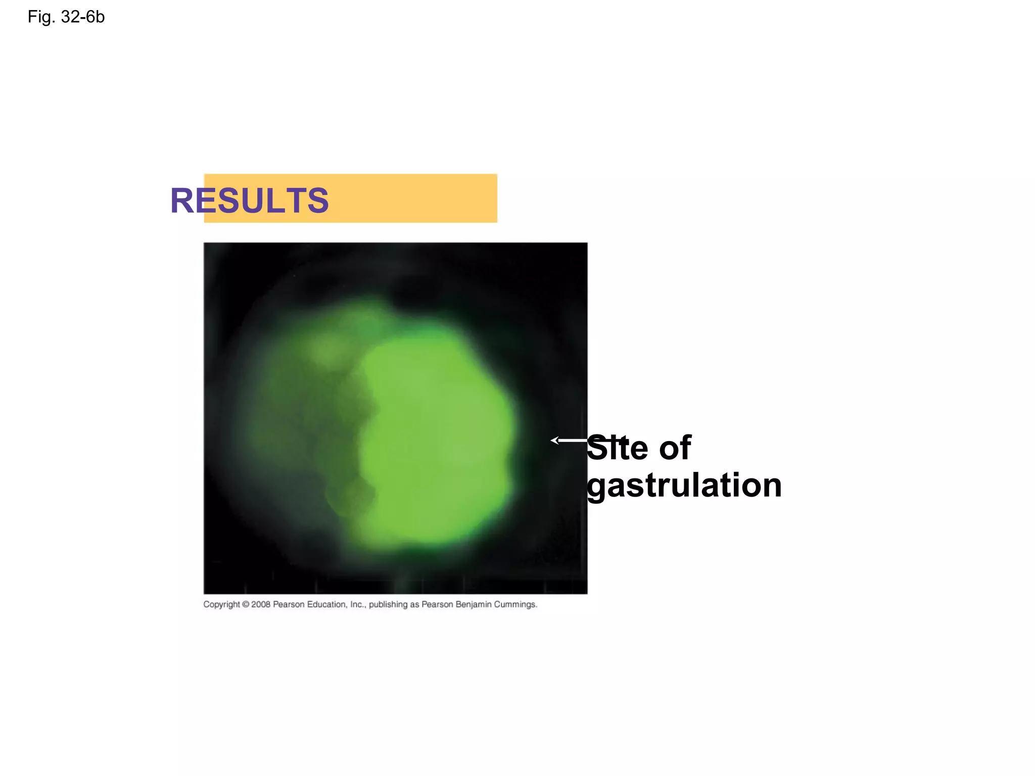 Fig. 32-6b
RESULTS
Site of
gastrulation
 