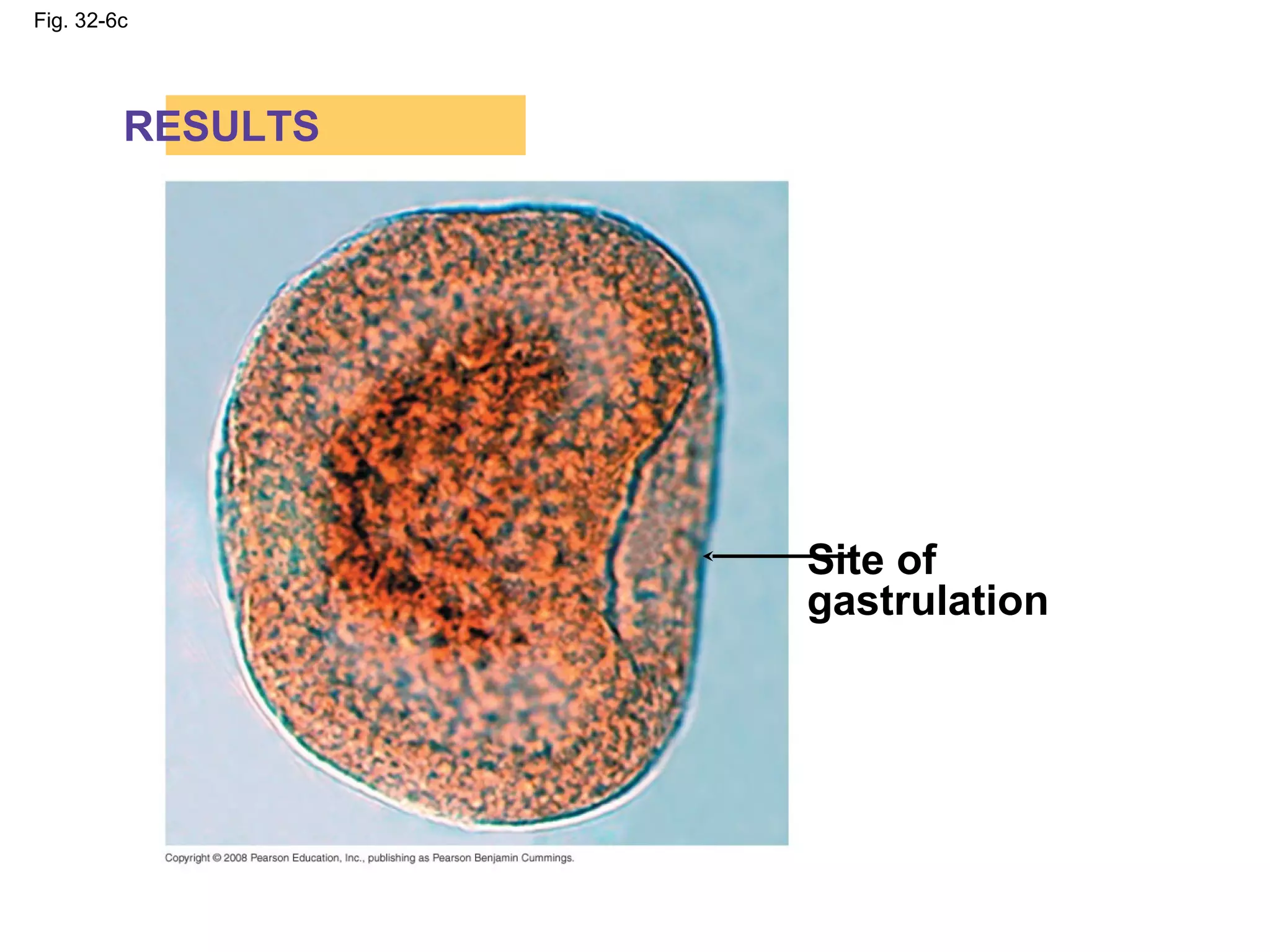 Fig. 32-6c
RESULTS
Site of
gastrulation
 