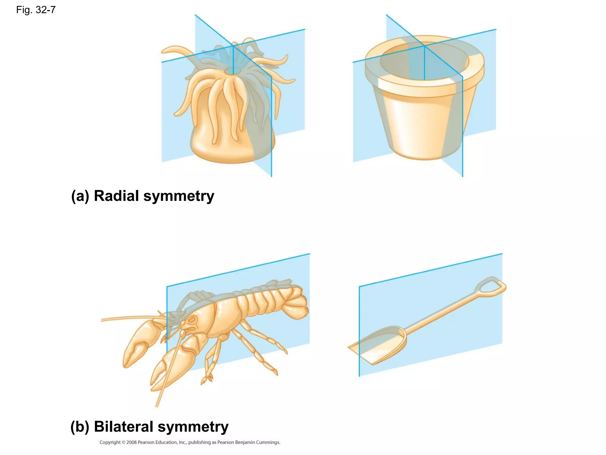Fig. 32-7
(a) Radial symmetry
(b) Bilateral symmetry
 