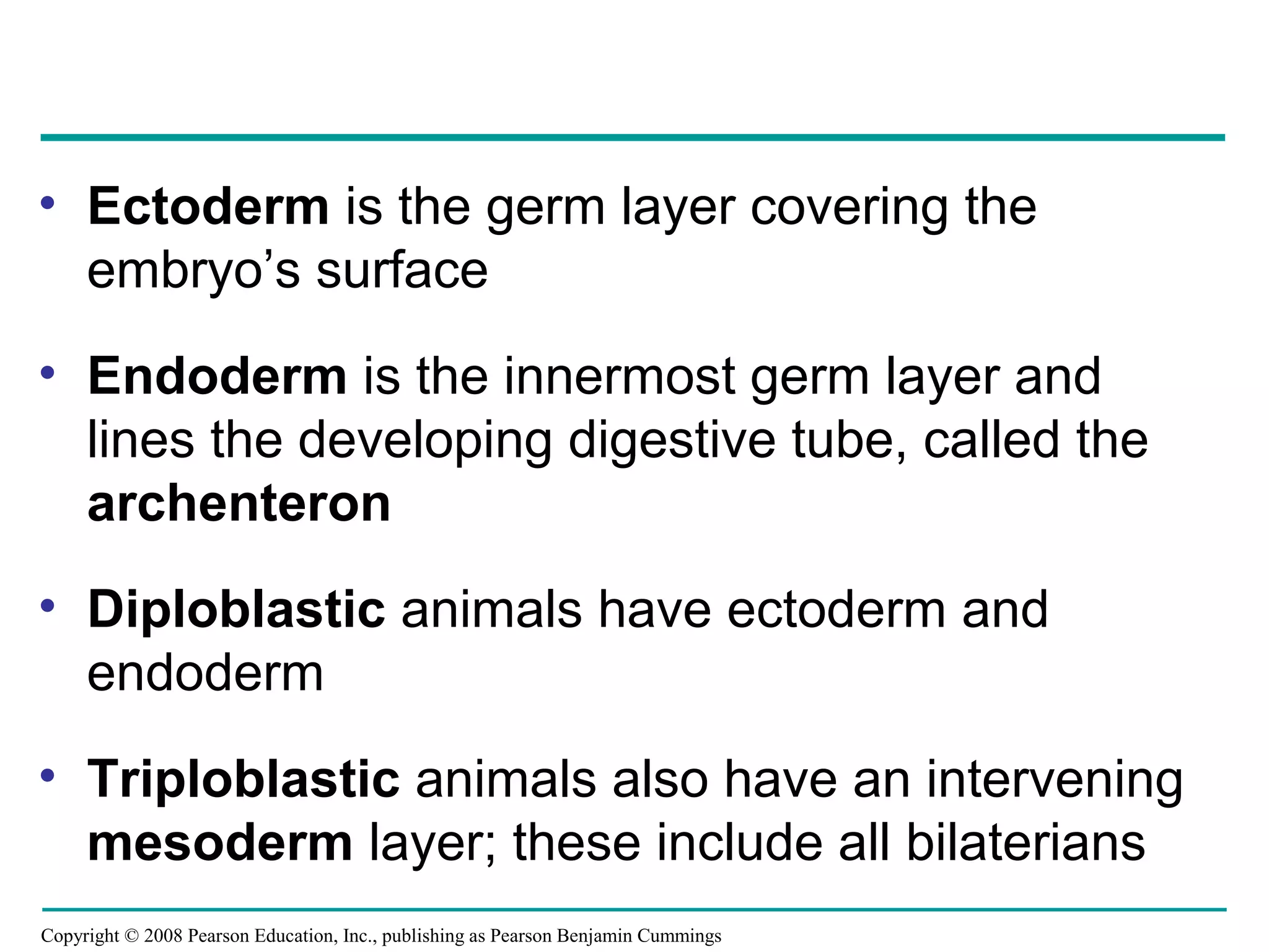 Copyright © 2008 Pearson Education, Inc., publishing as Pearson Benjamin Cummings
• Ectoderm is the germ layer covering the
embryo’s surface
• Endoderm is the innermost germ layer and
lines the developing digestive tube, called the
archenteron
• Diploblastic animals have ectoderm and
endoderm
• Triploblastic animals also have an intervening
mesoderm layer; these include all bilaterians
 
