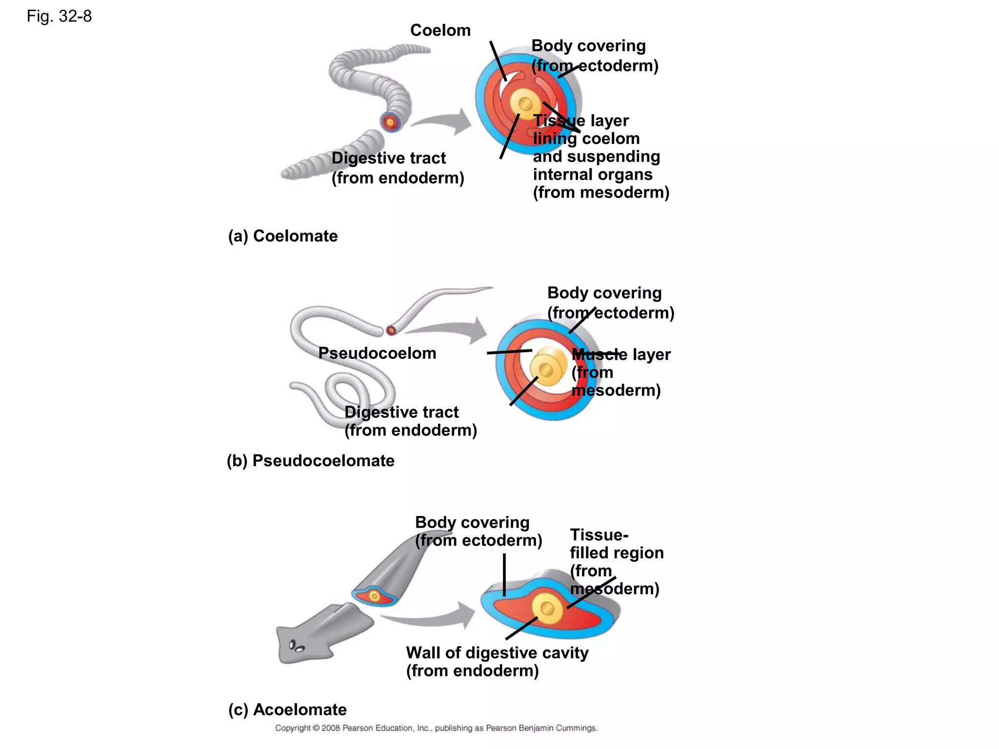 Fig. 32-8
Coelom
Body covering
(from ectoderm)
Digestive tract
(from endoderm)
Tissue layer
lining coelom
and suspending
internal organs
(from mesoderm)
(a) Coelomate
Body covering
(from ectoderm)
Pseudocoelom
Digestive tract
(from endoderm)
Muscle layer
(from
mesoderm)
(b) Pseudocoelomate
Body covering
(from ectoderm) Tissue-
filled region
(from
mesoderm)
Wall of digestive cavity
(from endoderm)
(c) Acoelomate
 