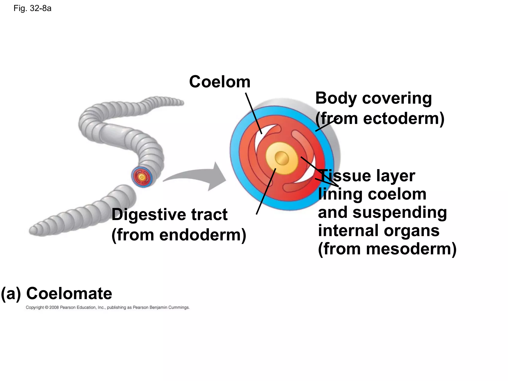 Fig. 32-8a
Coelom
Body covering
(from ectoderm)
Digestive tract
(from endoderm)
Tissue layer
lining coelom
and suspending
internal organs
(from mesoderm)
(a) Coelomate
 