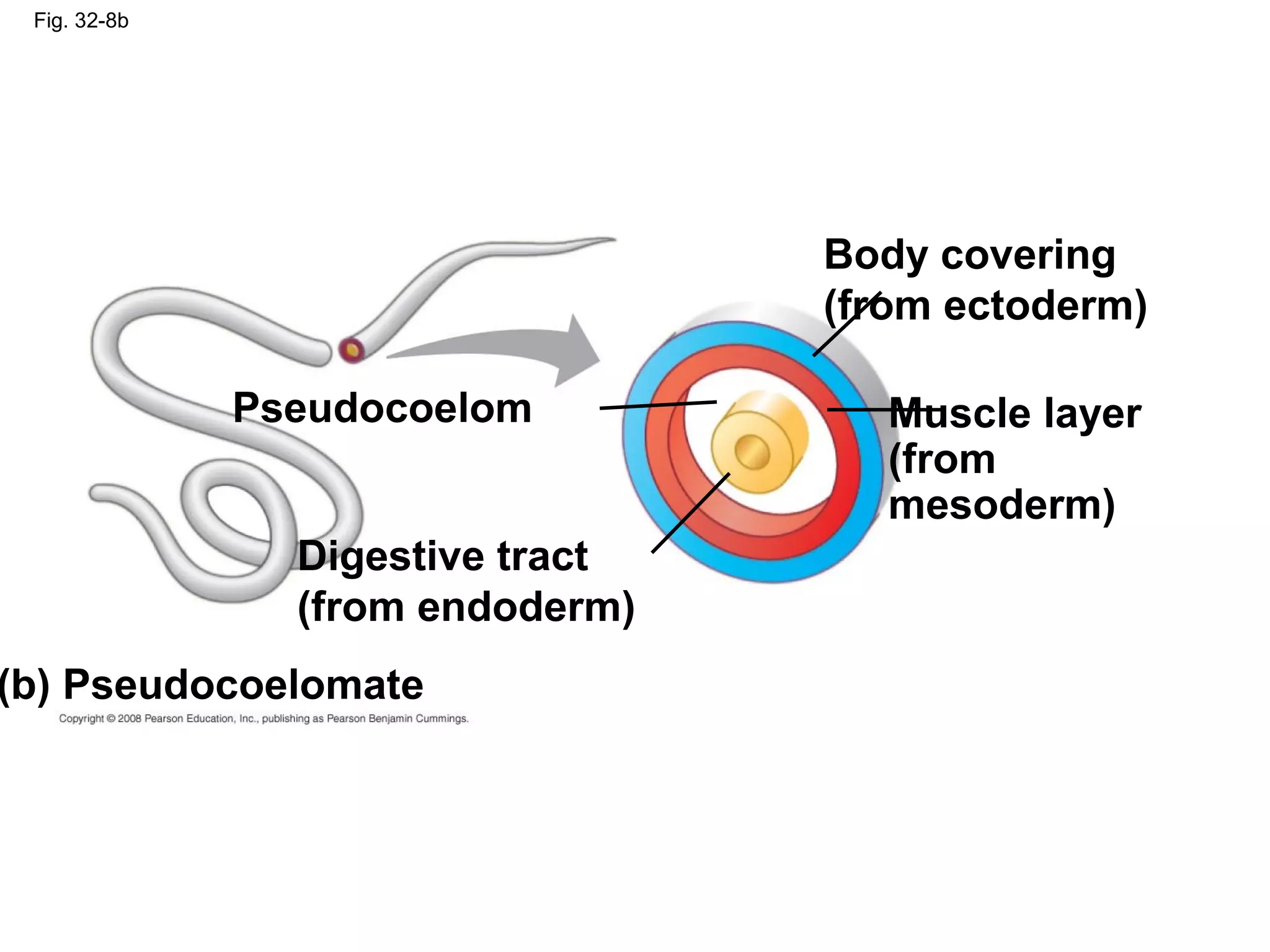 Fig. 32-8b
Pseudocoelom
Body covering
(from ectoderm)
Muscle layer
(from
mesoderm)
Digestive tract
(from endoderm)
(b) Pseudocoelomate
 